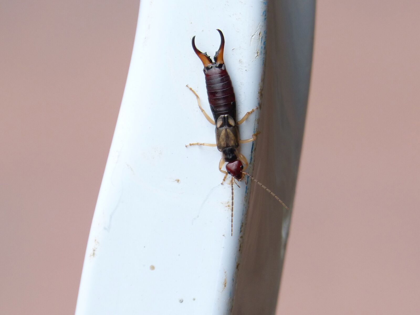 Panasonic DMC-FZ62 sample photo. Earwig, insect, dermaptera photography