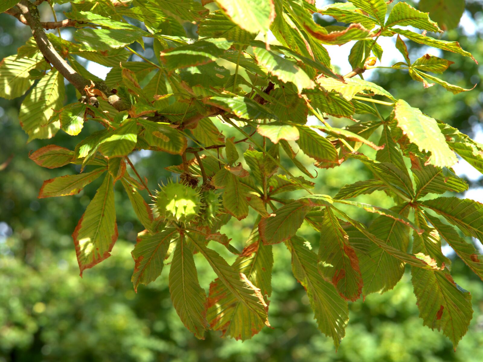 Sony a7 II + Sony FE 85mm F1.8 sample photo. Chestnut, autumn, tree photography