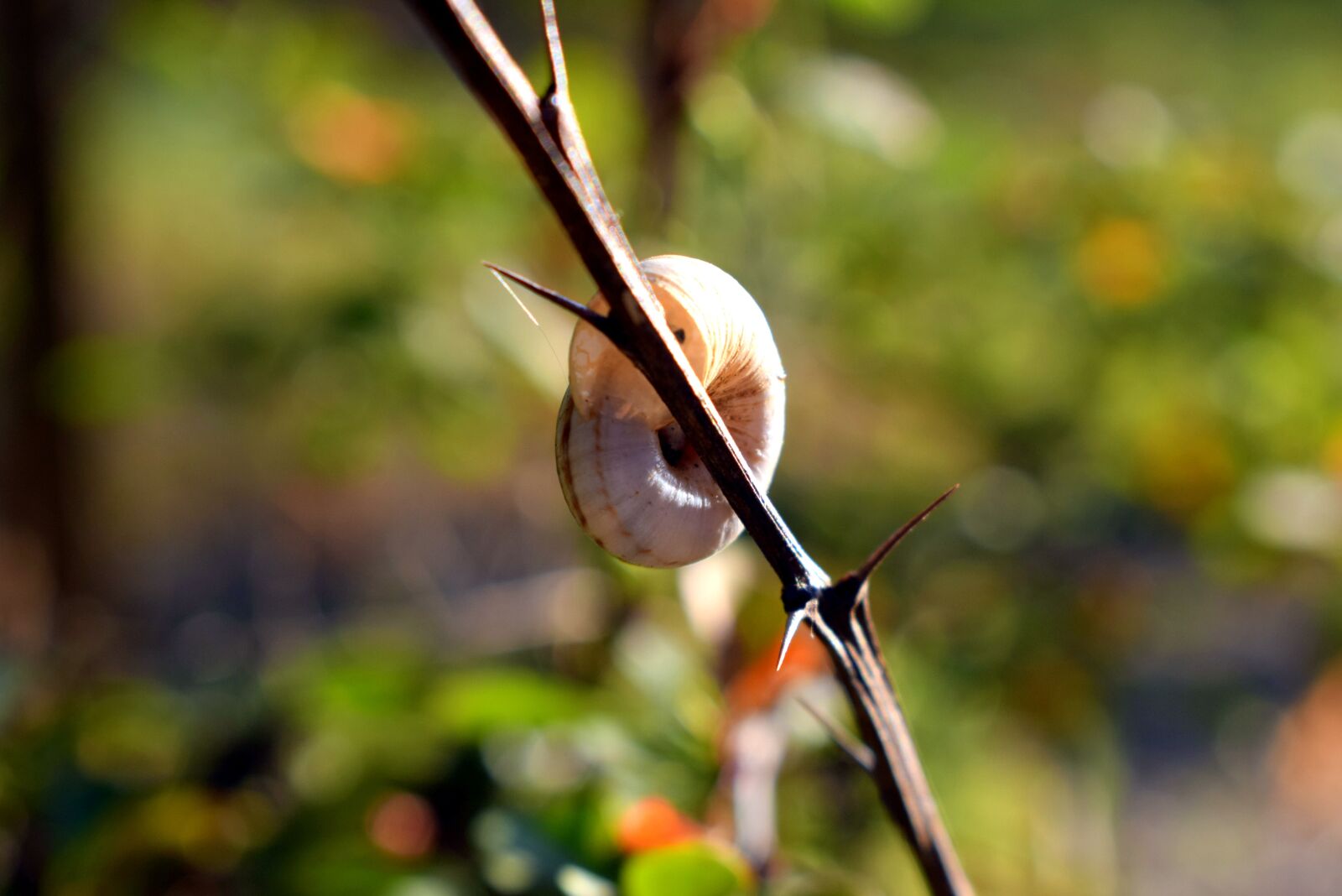 Nikon D3300 sample photo. Snail, conch, macro photography