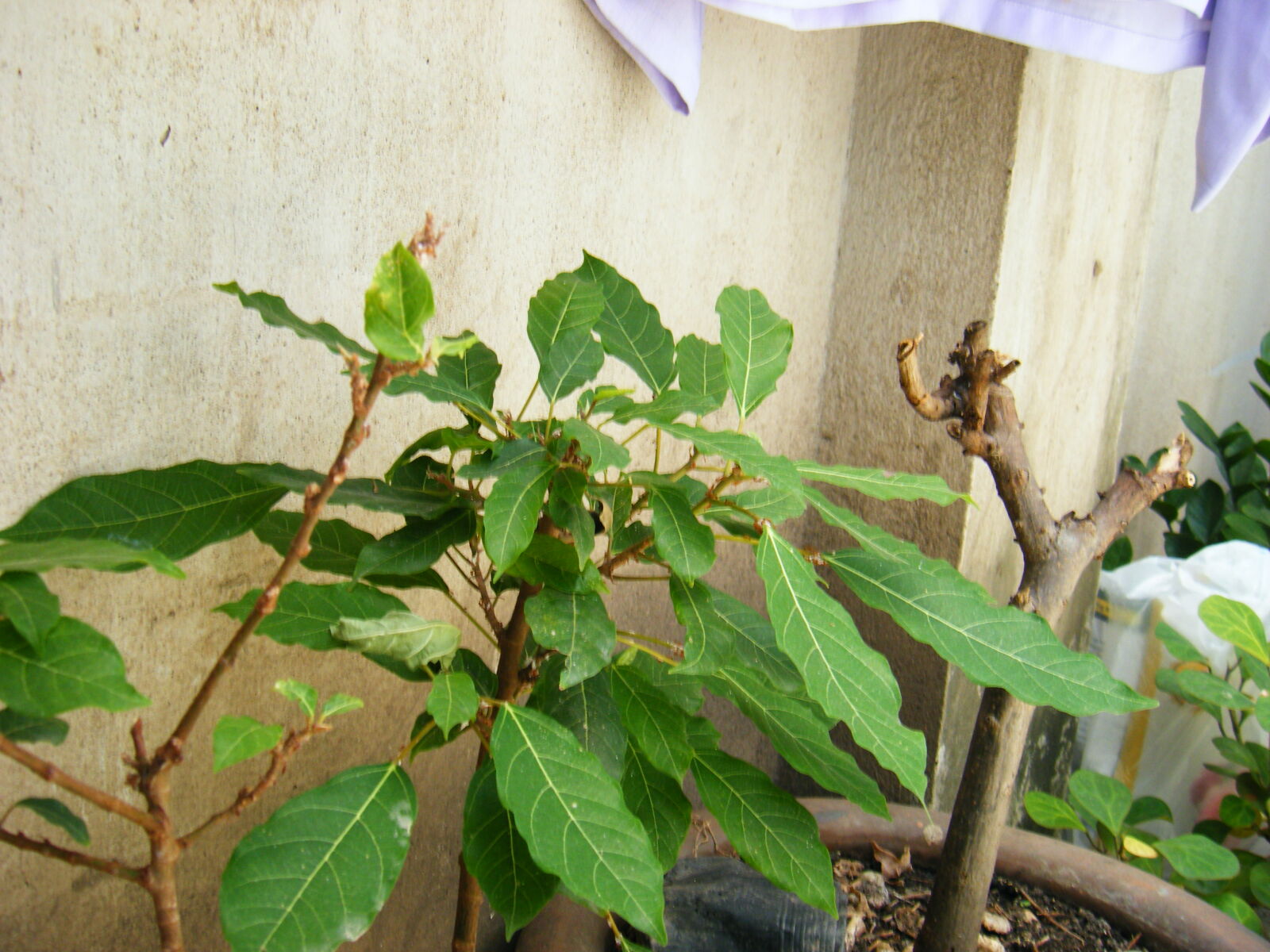 Fujifilm FinePix Z100fd sample photo. Plants photography