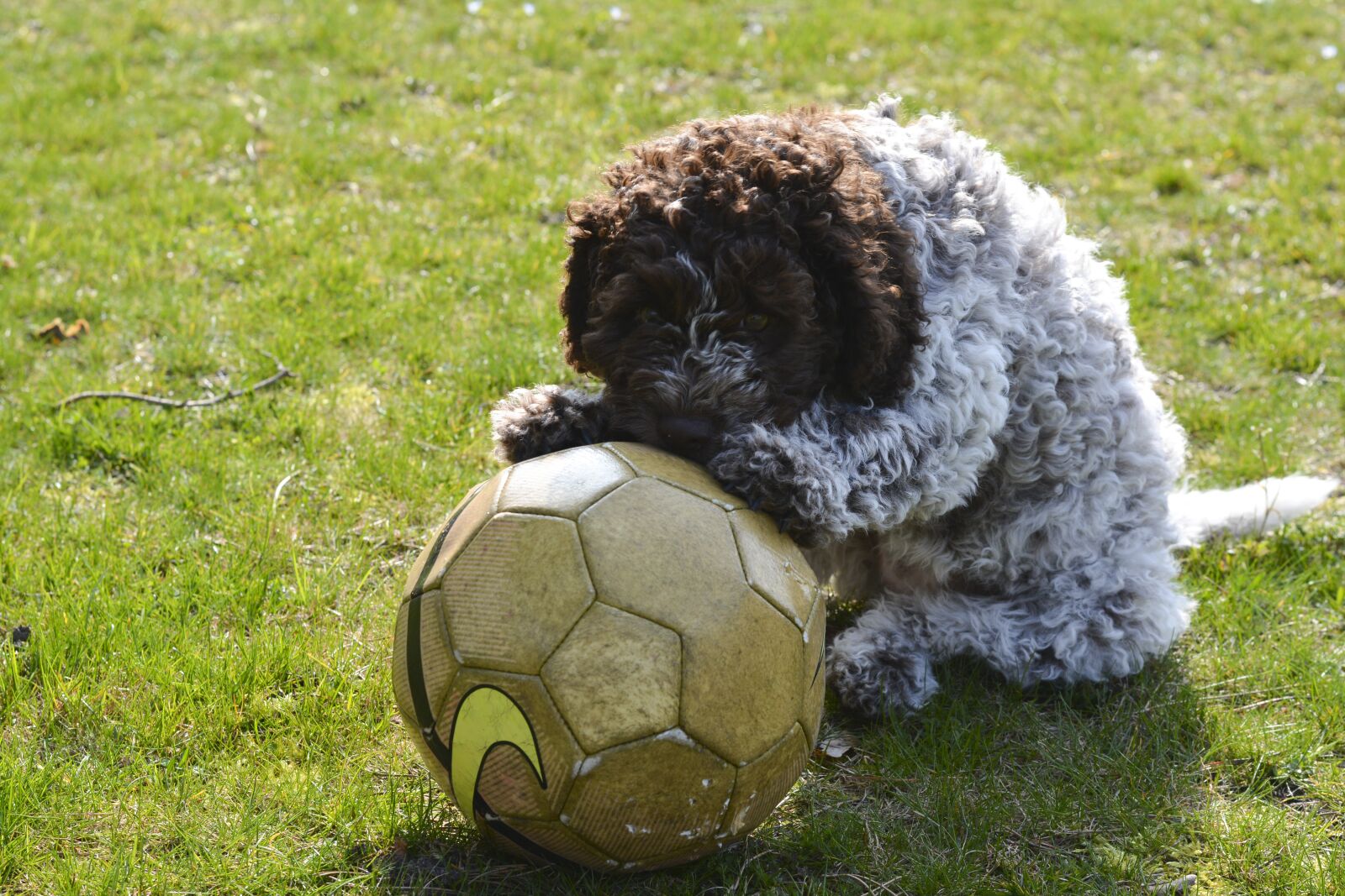 Nikon D7100 sample photo. Puppy, truffle dog, pets photography