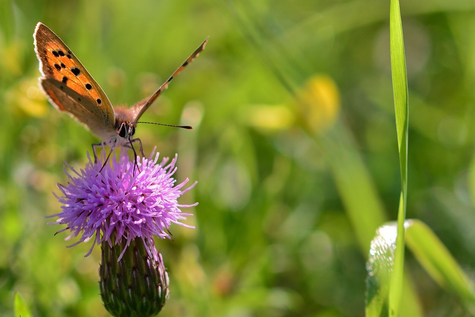 Nikon D5200 sample photo. Nature, butterfly, meadow photography