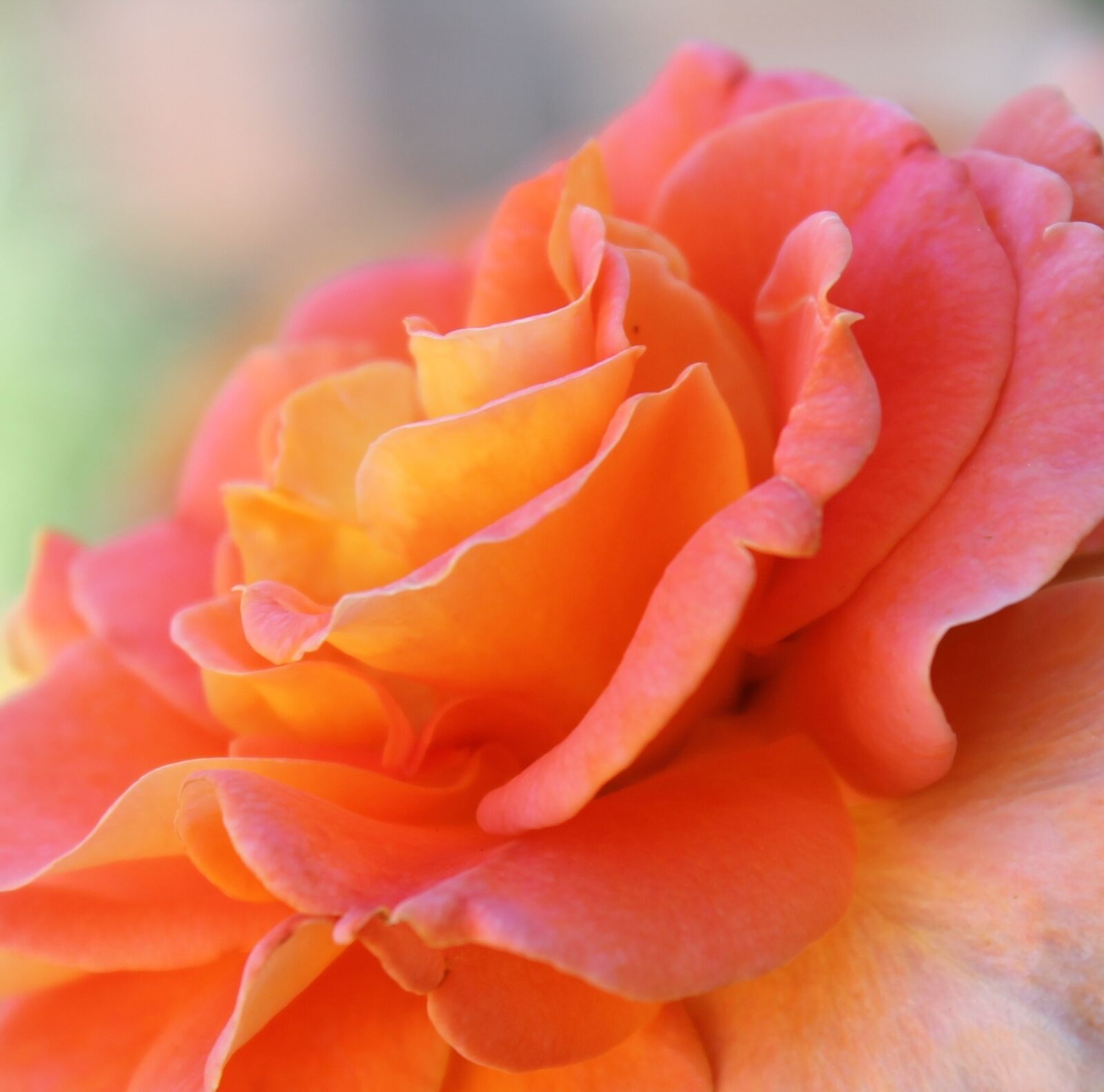 Canon EOS 1100D (EOS Rebel T3 / EOS Kiss X50) sample photo. Rose, pink rose, flower photography