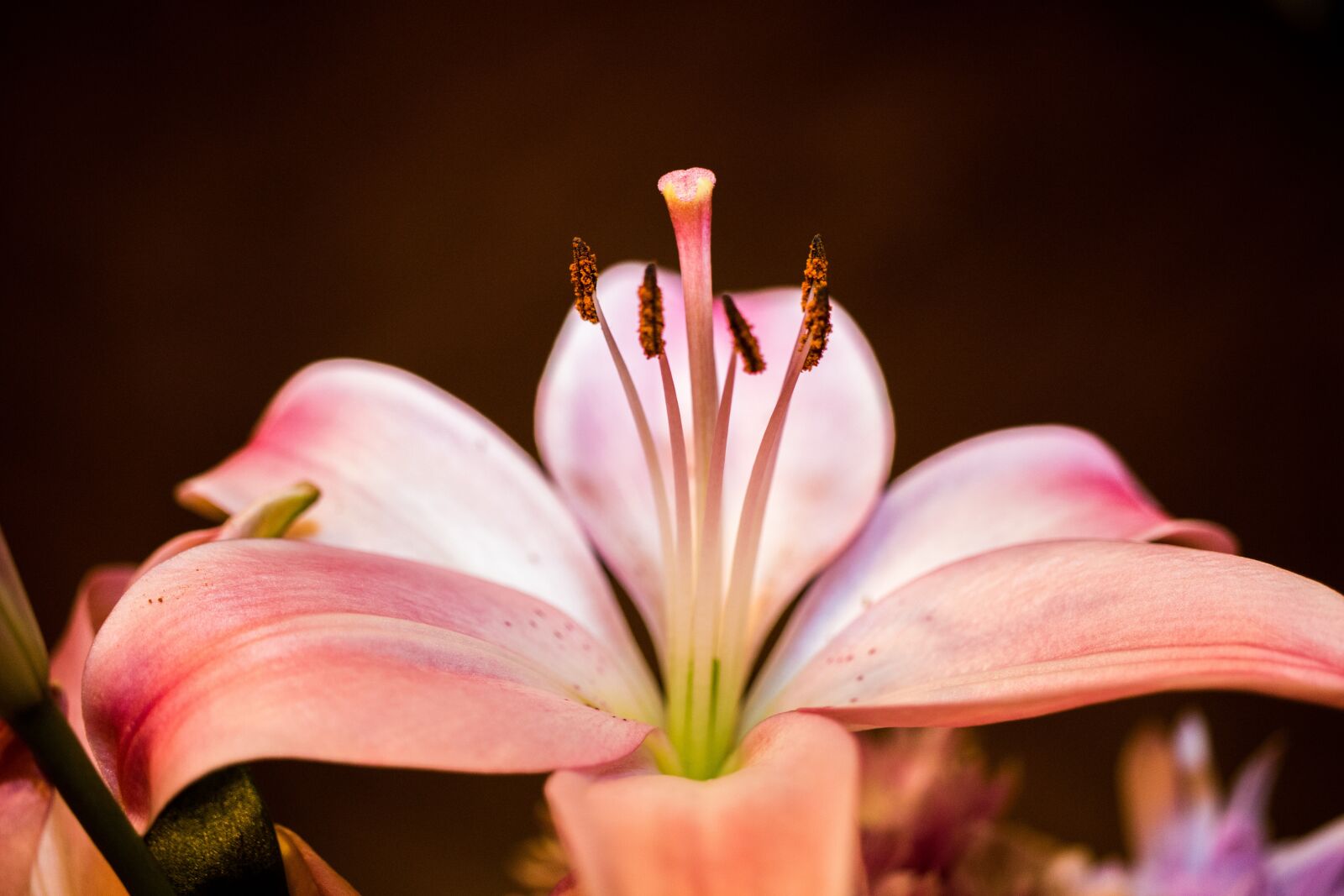 Canon EOS 70D sample photo. Flower, pink, blossom photography