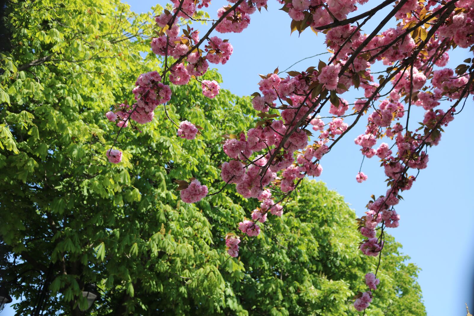 Canon EOS 750D (EOS Rebel T6i / EOS Kiss X8i) sample photo. Tree, flower, plant photography