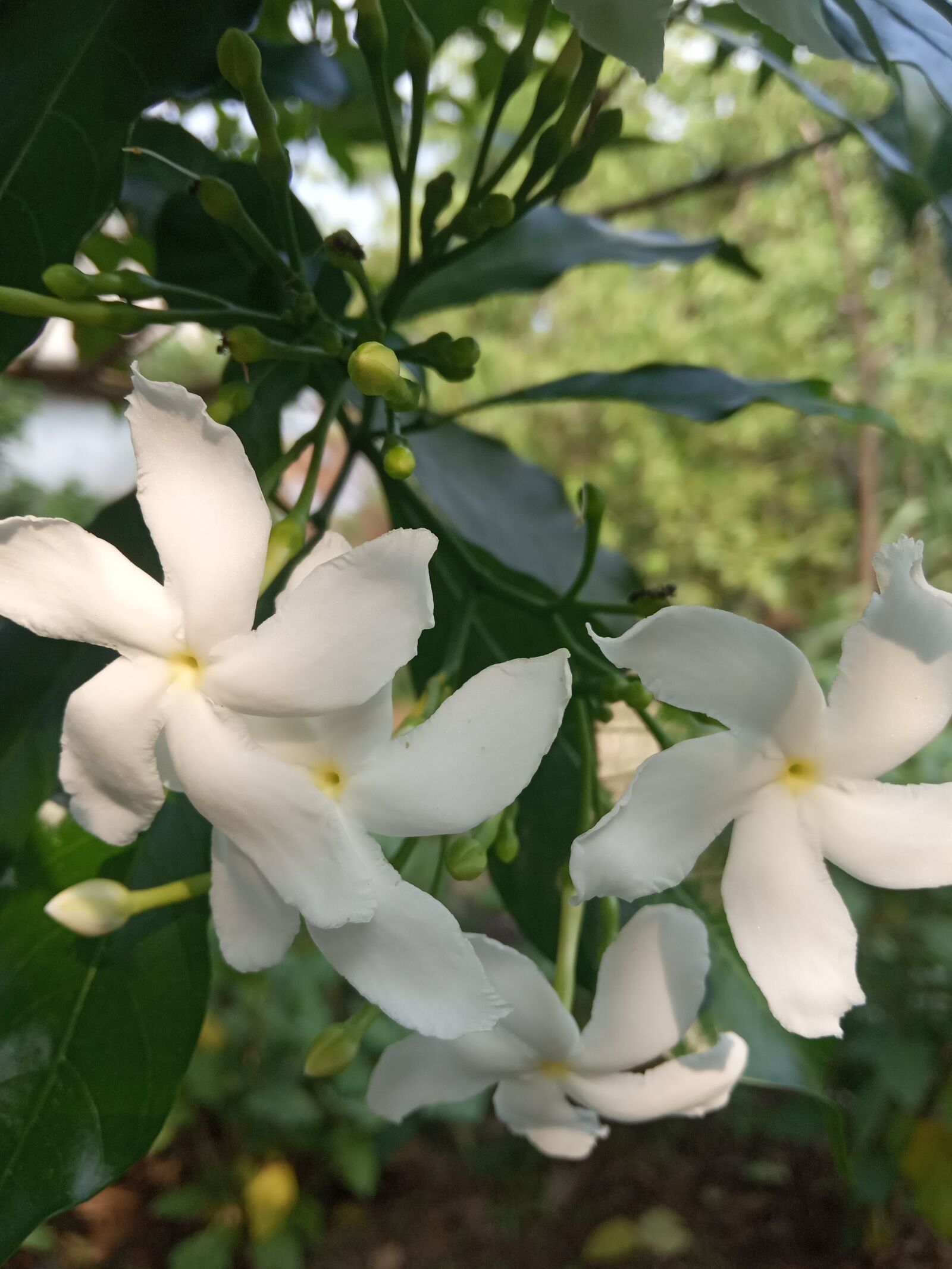 Xiaomi Redmi 6A sample photo. White flowers, flowers, beautiful photography