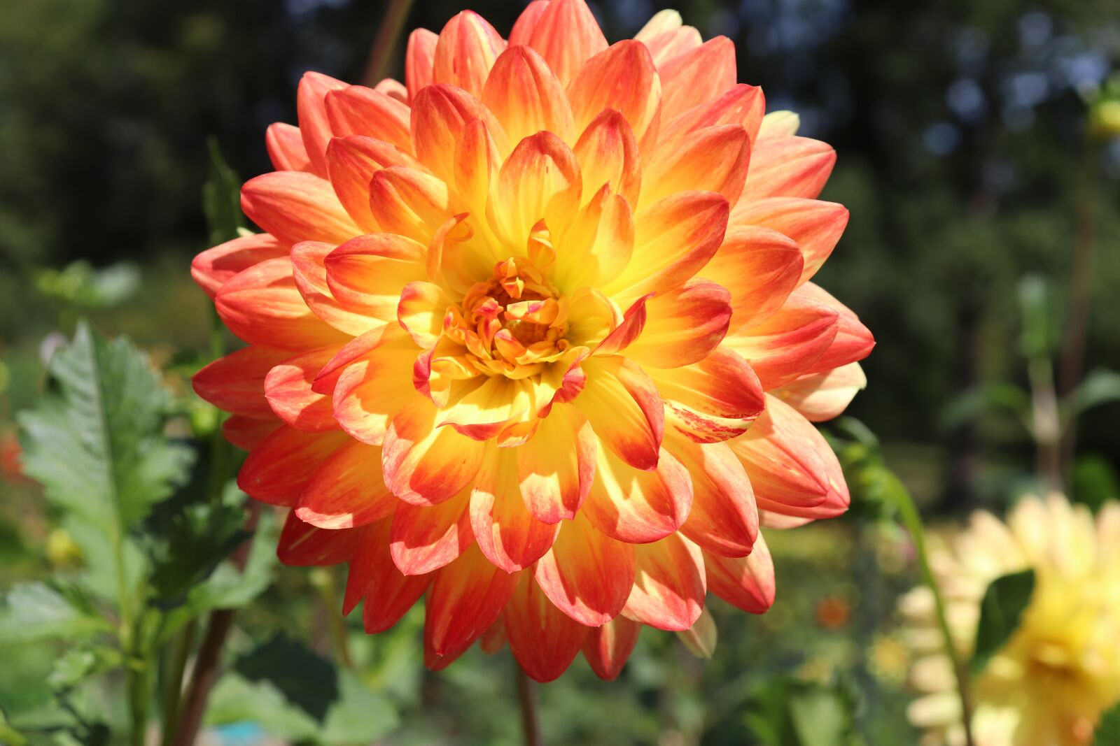 Canon EOS 800D (EOS Rebel T7i / EOS Kiss X9i) sample photo. Dahlias, yellow and pink photography