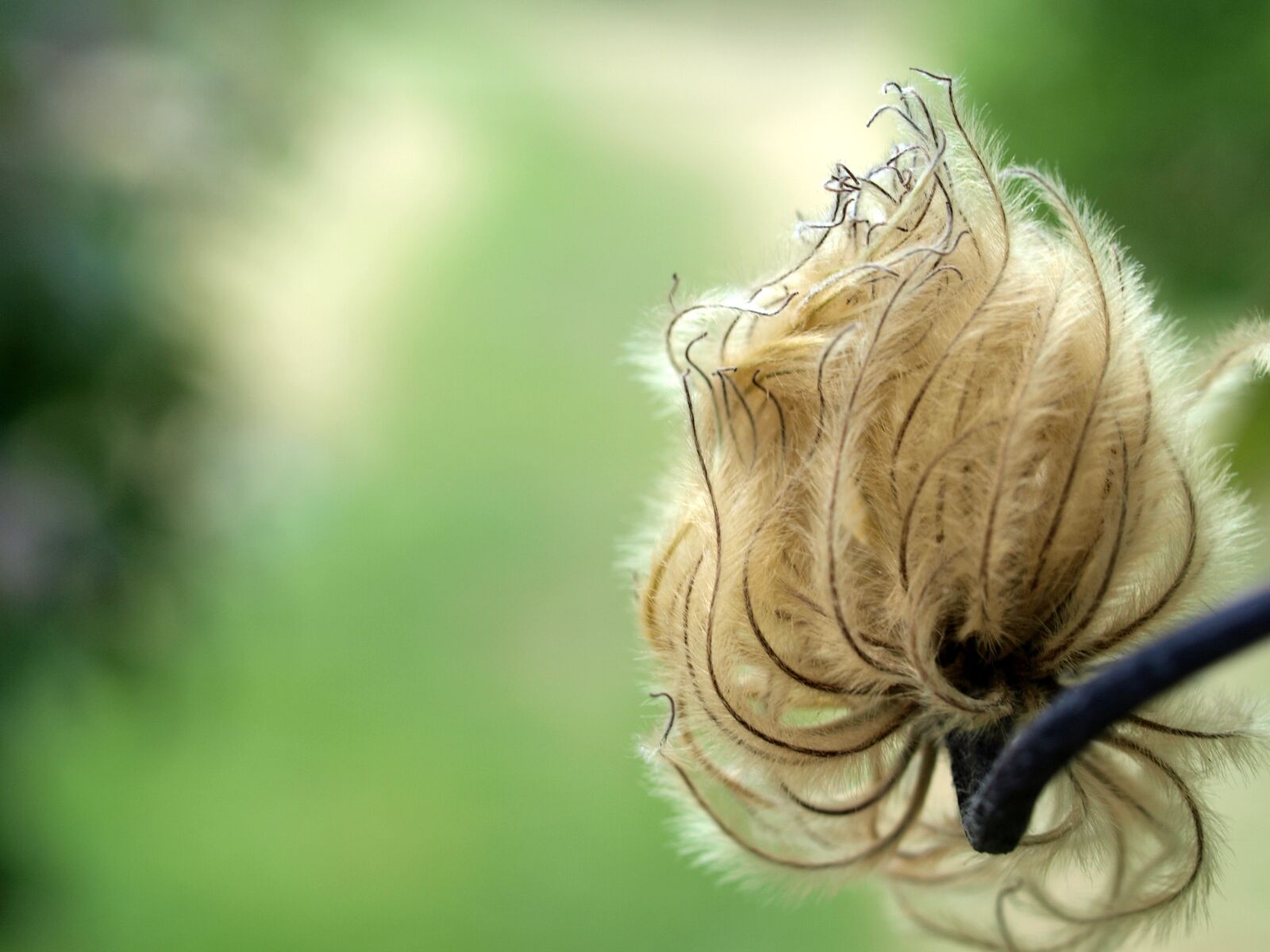 Olympus E-520 (EVOLT E-520) sample photo. Clematis, seed, flower photography