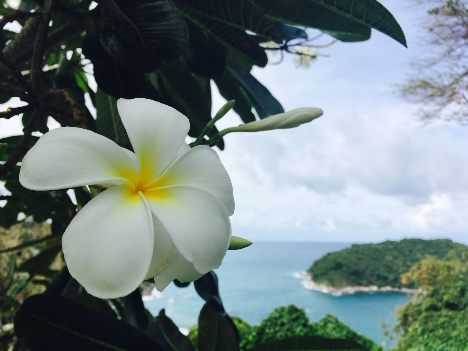 iPhone SE back camera 4.15mm f/2.2 sample photo. Frangipani, flower, island photography