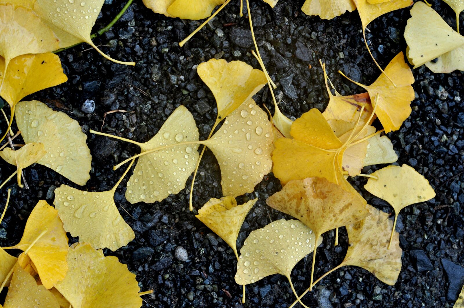 Nikon D90 sample photo. Yellow, ground, autumn photography