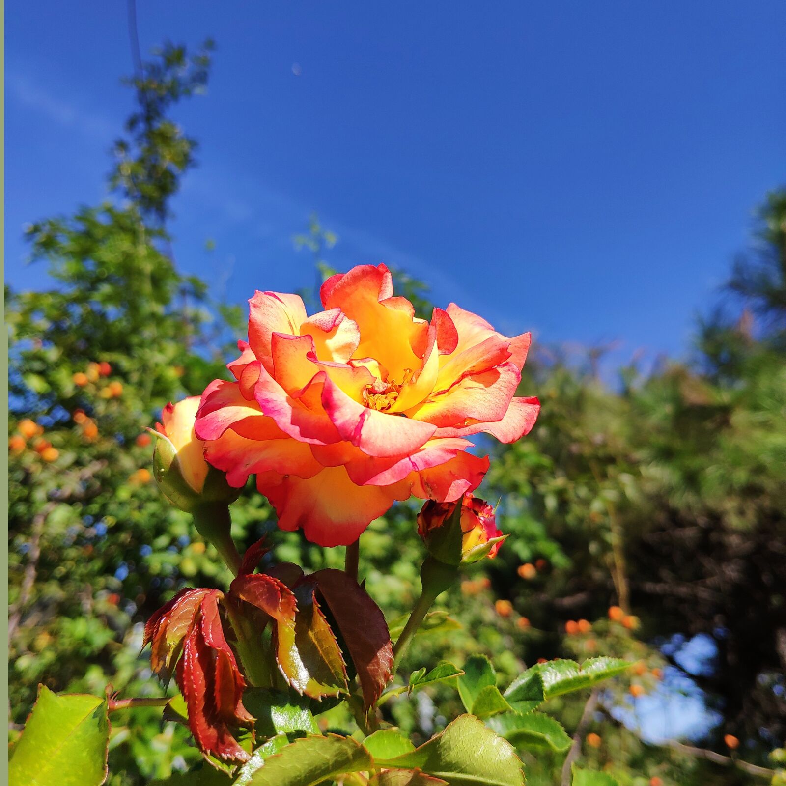 Xiaomi MI 8 sample photo. Chinese rose, month red photography
