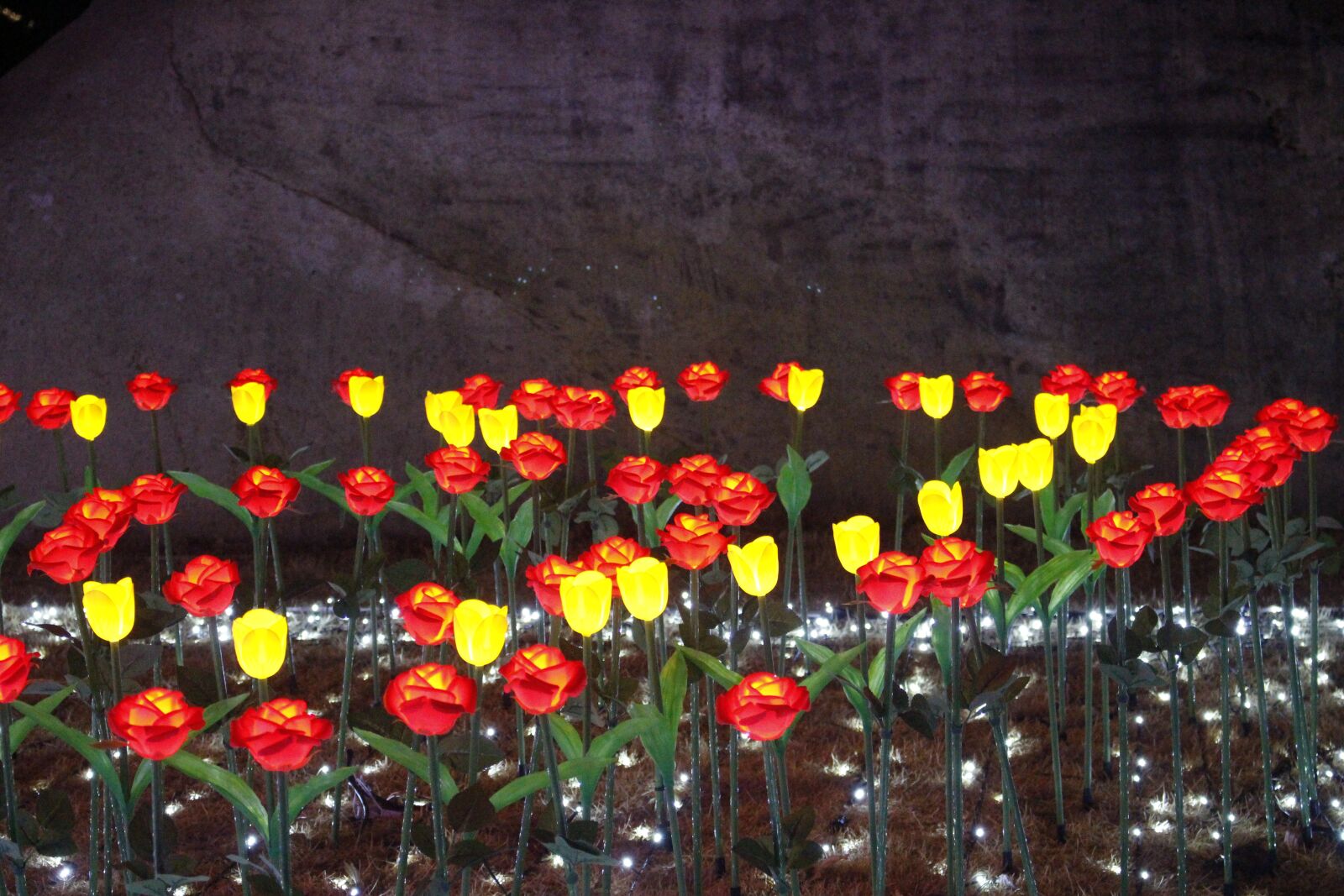 Canon EOS 100D (EOS Rebel SL1 / EOS Kiss X7) sample photo. Tulip, night, lighting photography