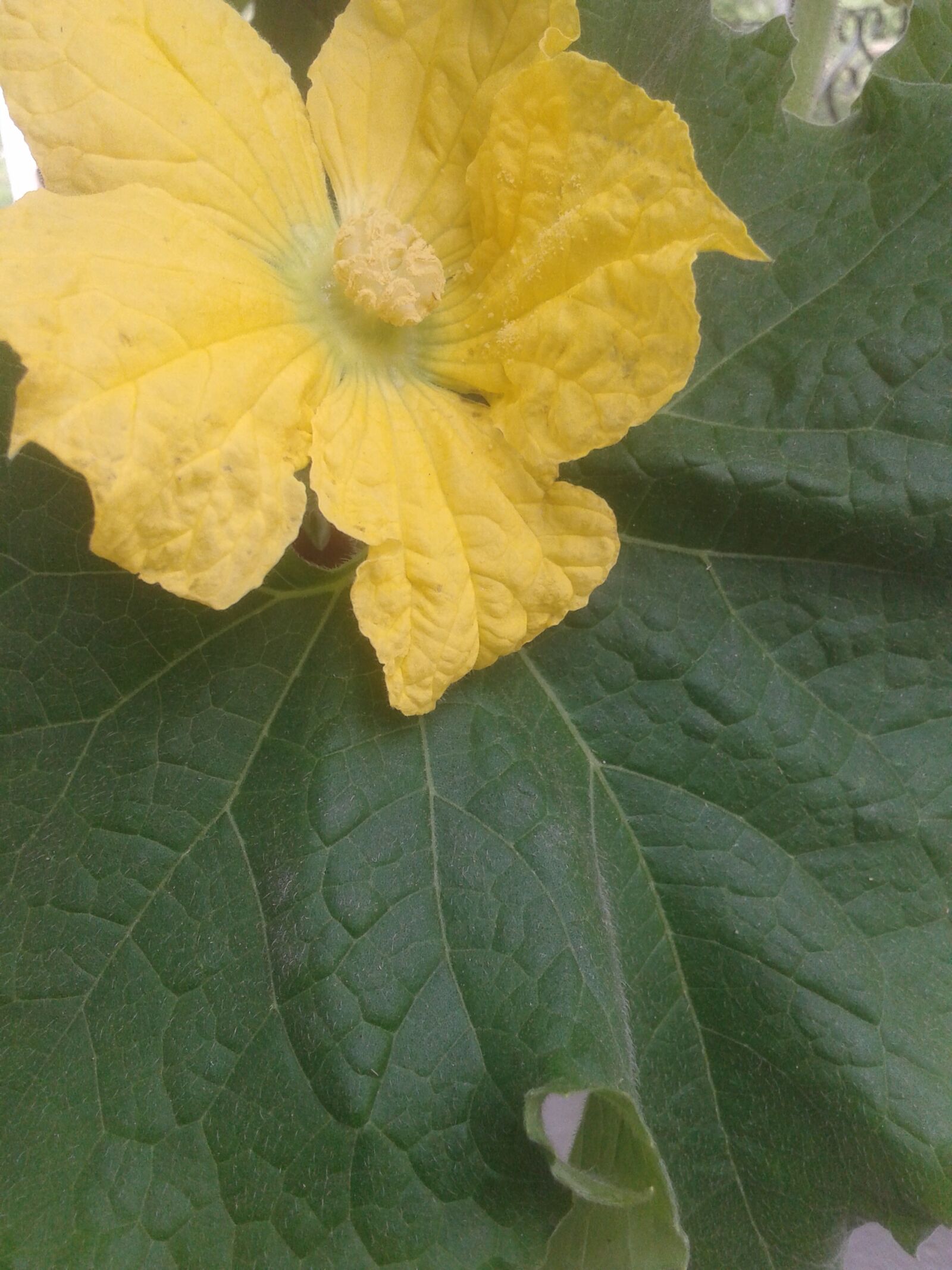 Samsung Galaxy Core sample photo