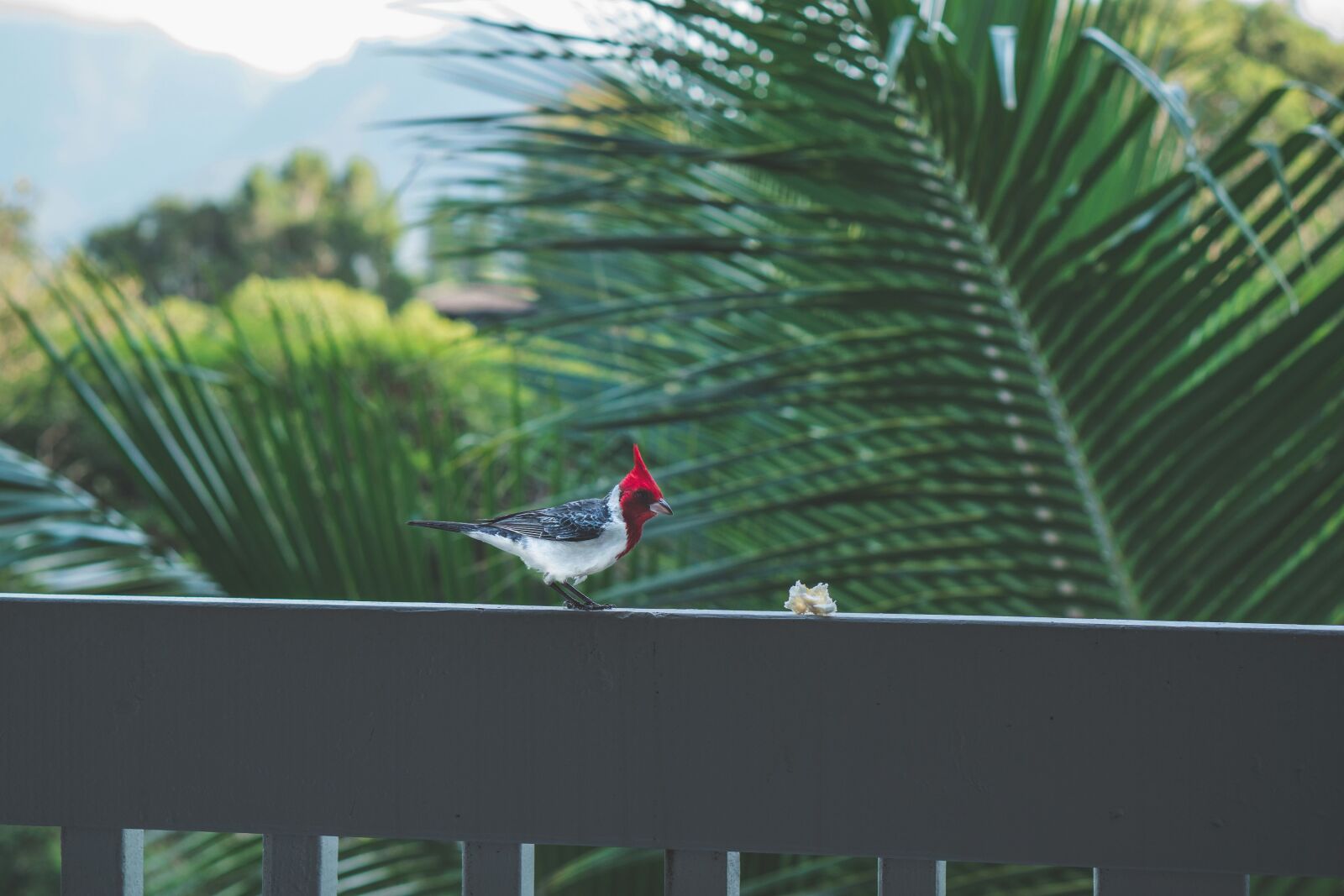 Sony a6300 sample photo. Palm tree, nature, bird photography