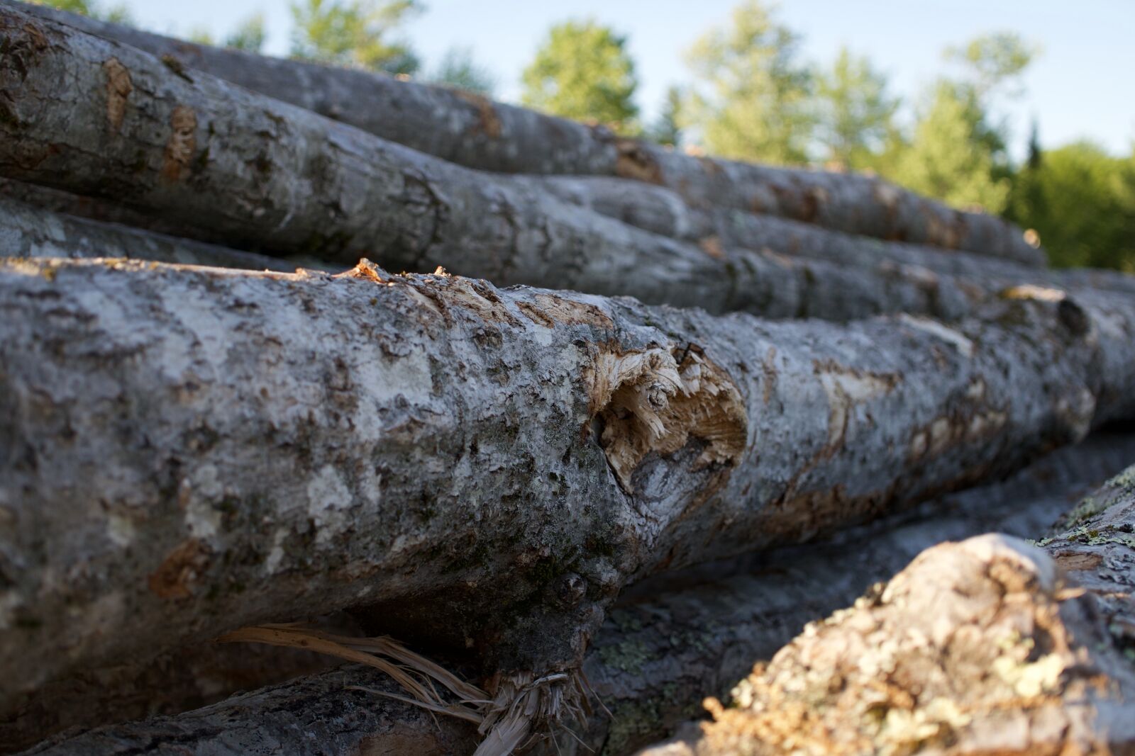 Sony a6300 + Sigma 30mm F2.8 EX DN sample photo. Wood, lumber, logs photography