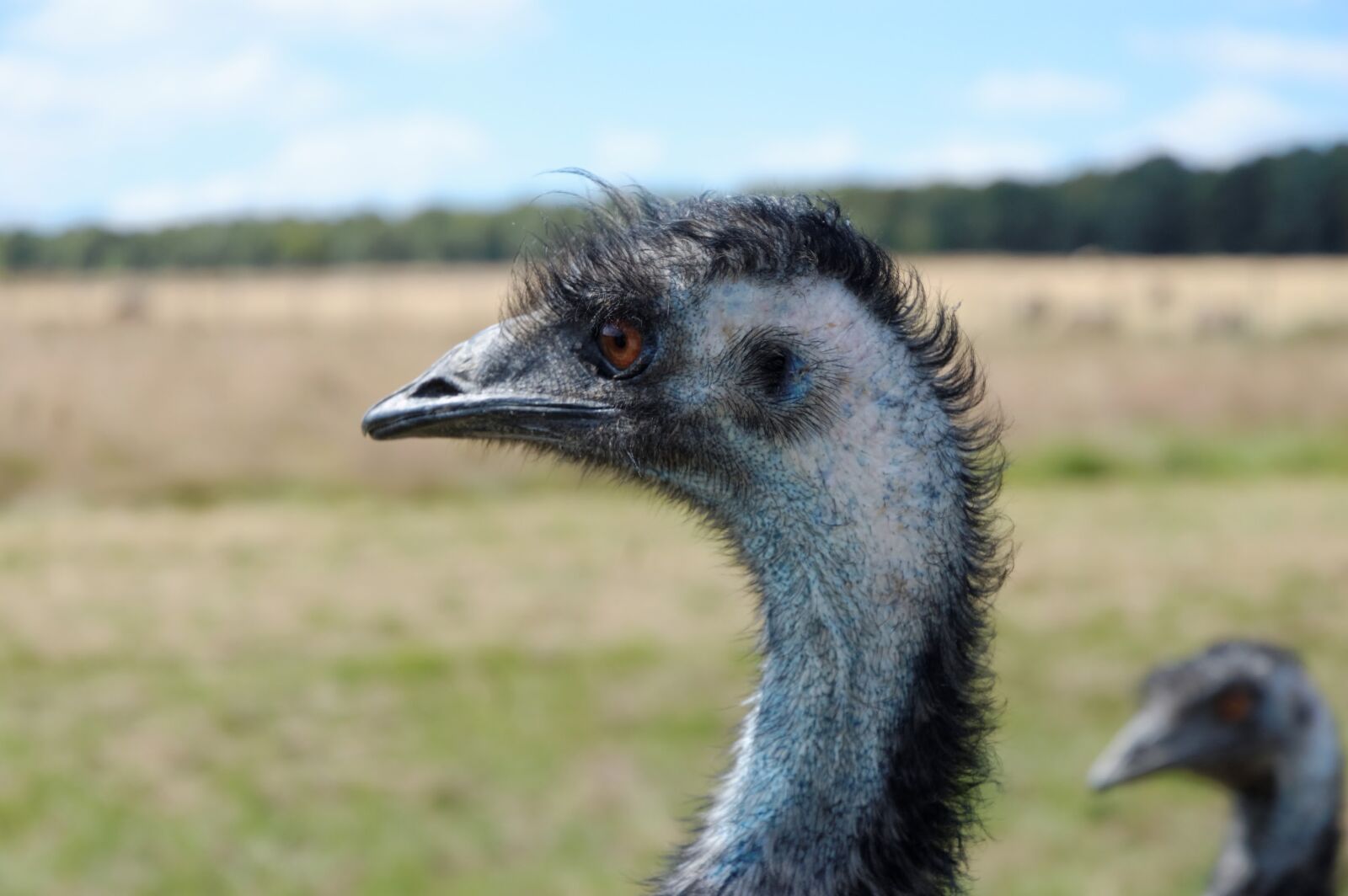 Nikon D40 sample photo. Emu, zoo, animals photography