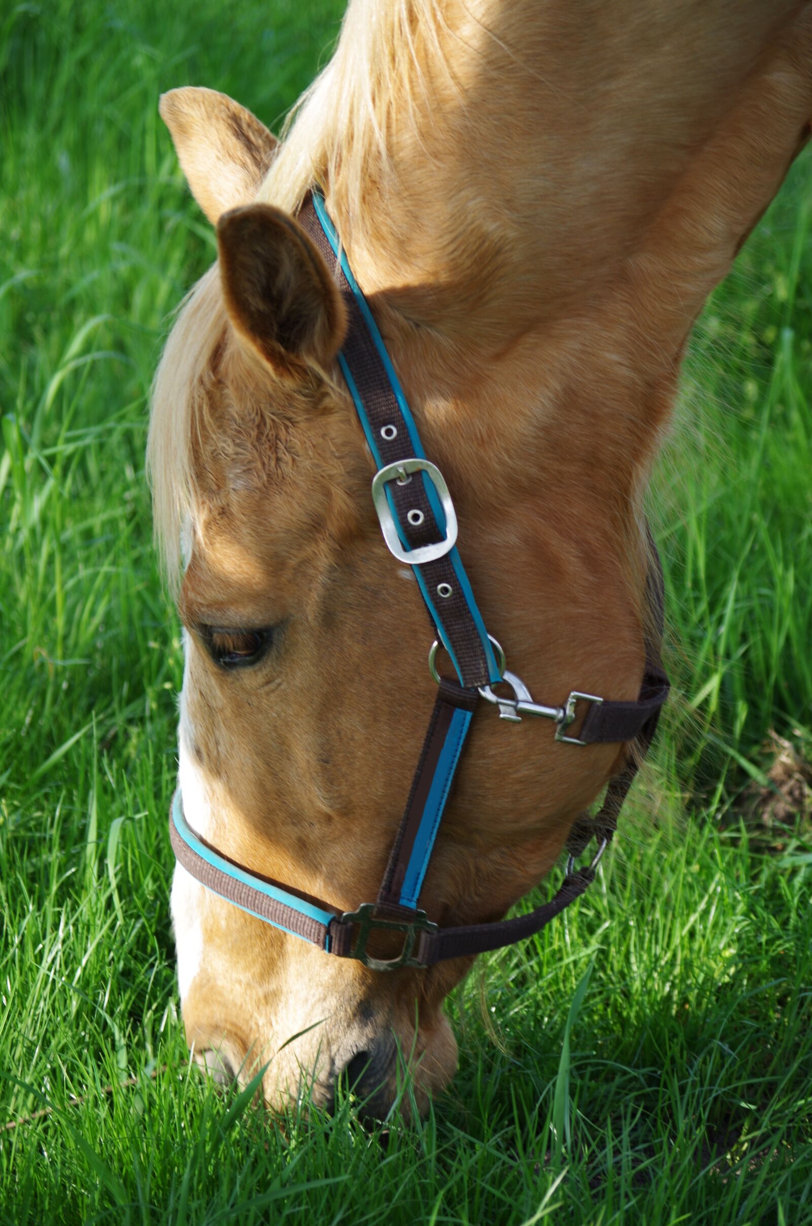 Pentax K-500 sample photo. Horse, eats, grass photography