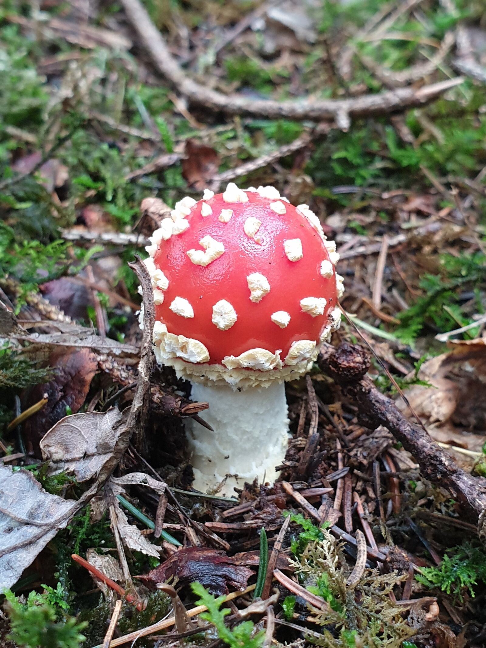Samsung Galaxy Note9 sample photo. Fly agaric, mushroom, autumn photography