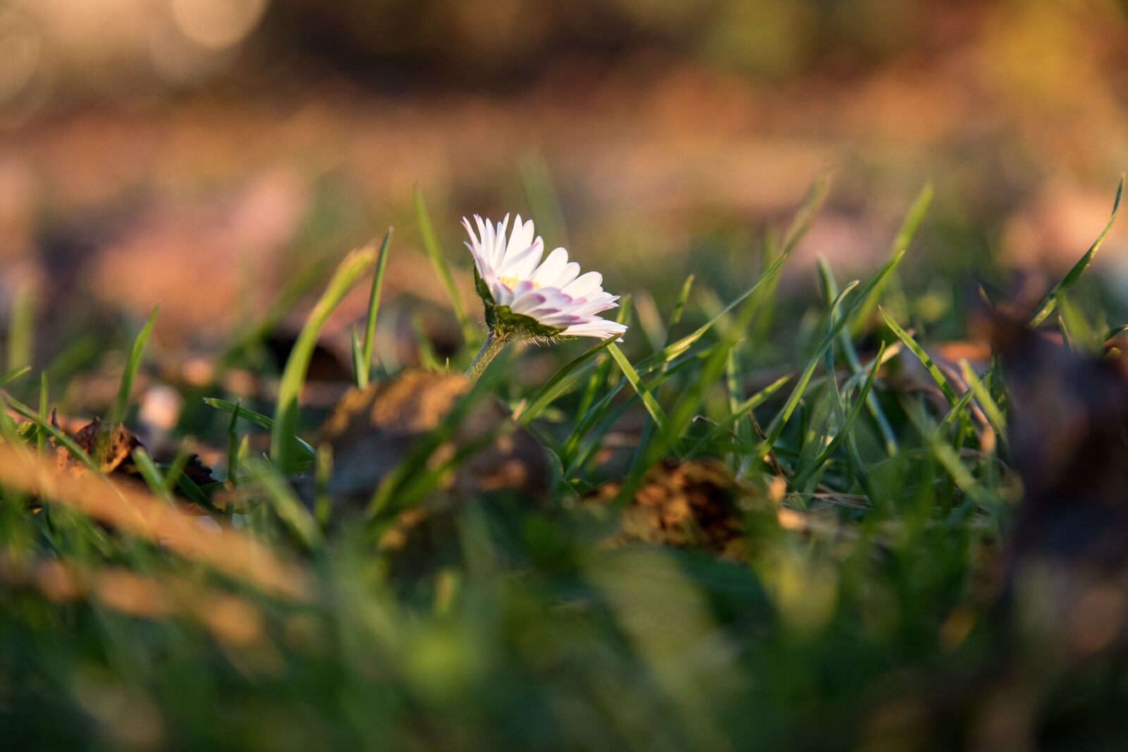 Canon EOS 80D sample photo. Daisy, flower, pointed flower photography