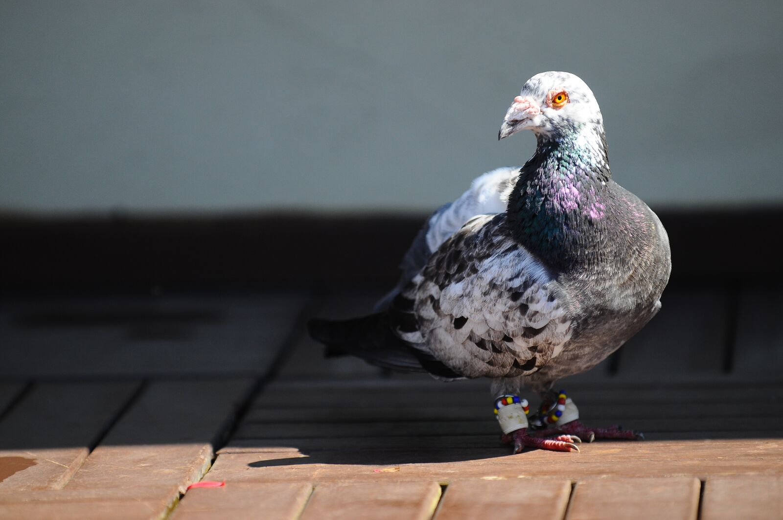 Nikon D300 sample photo. Pigeon, bird, animal photography