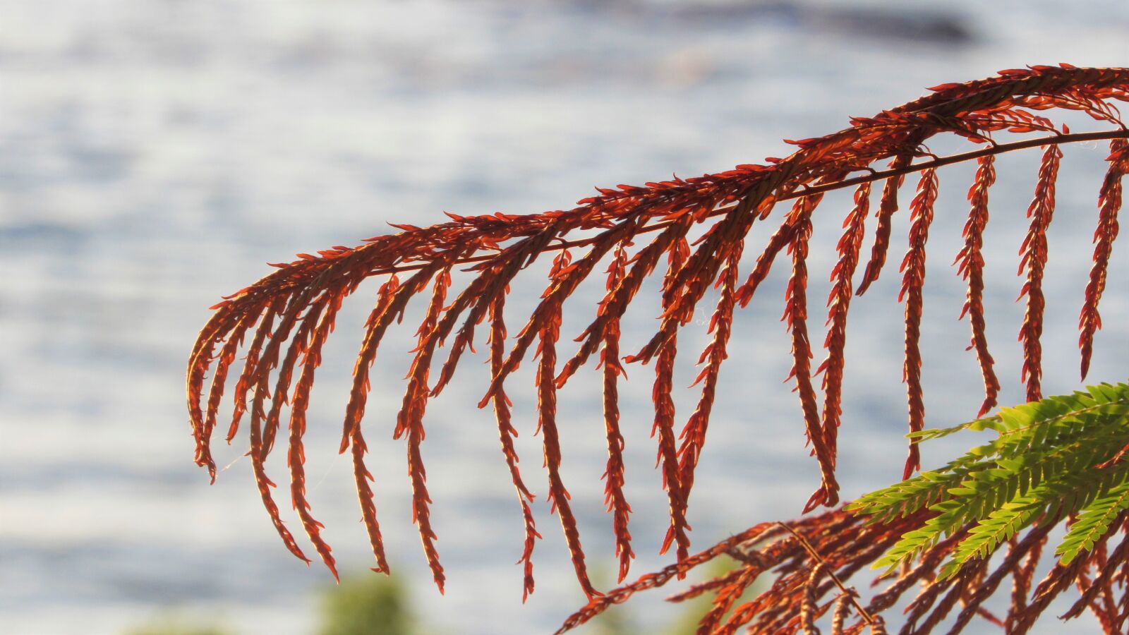 Canon PowerShot SX520 HS sample photo. Leaf, vegetation, water photography