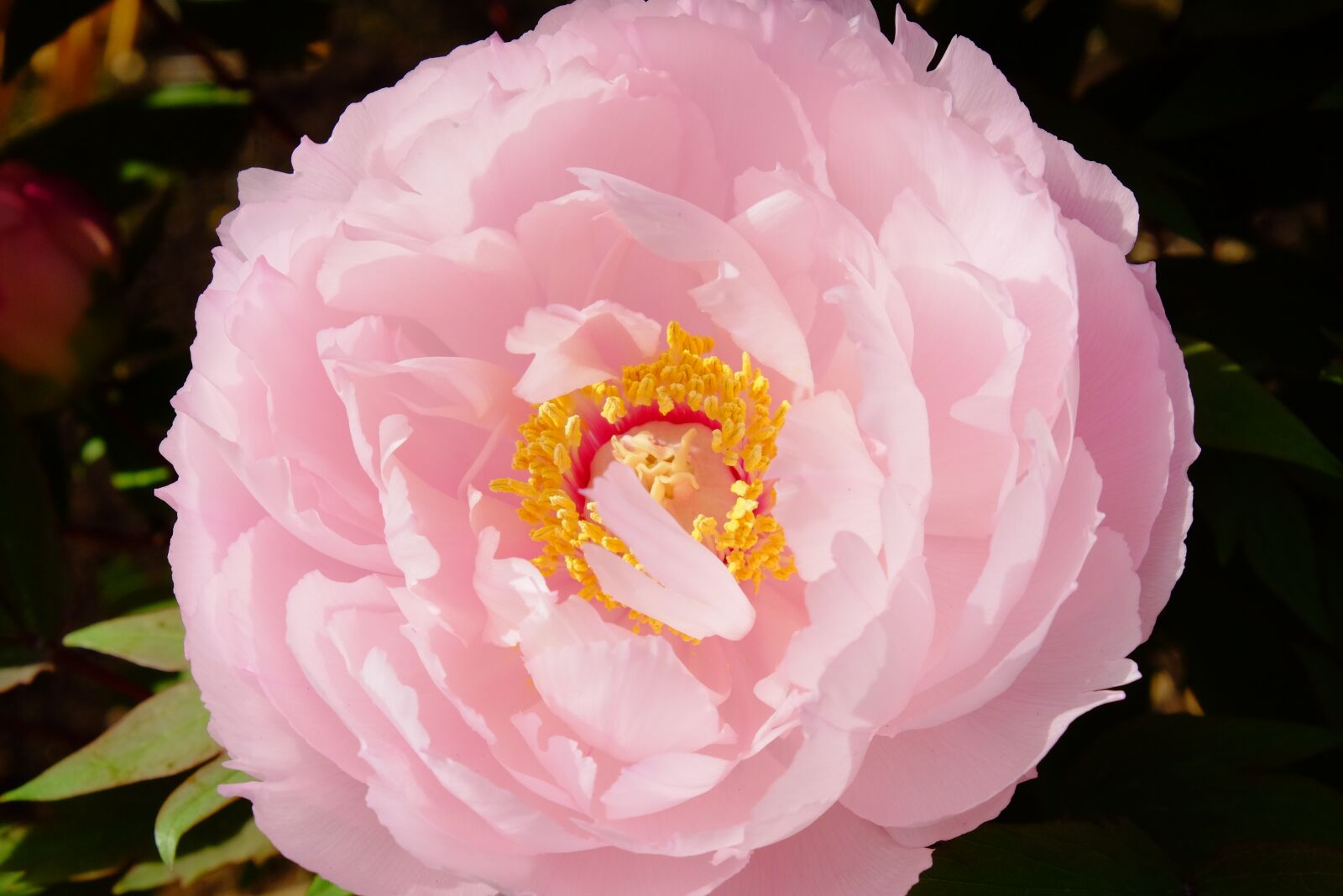 Fujifilm X-T10 sample photo. Peony, pink, pollen photography