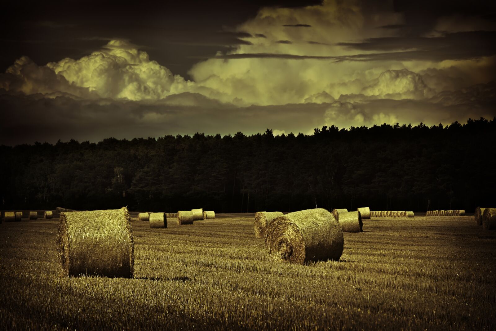Nikon D5600 sample photo. Straw bales, straw, harvest photography