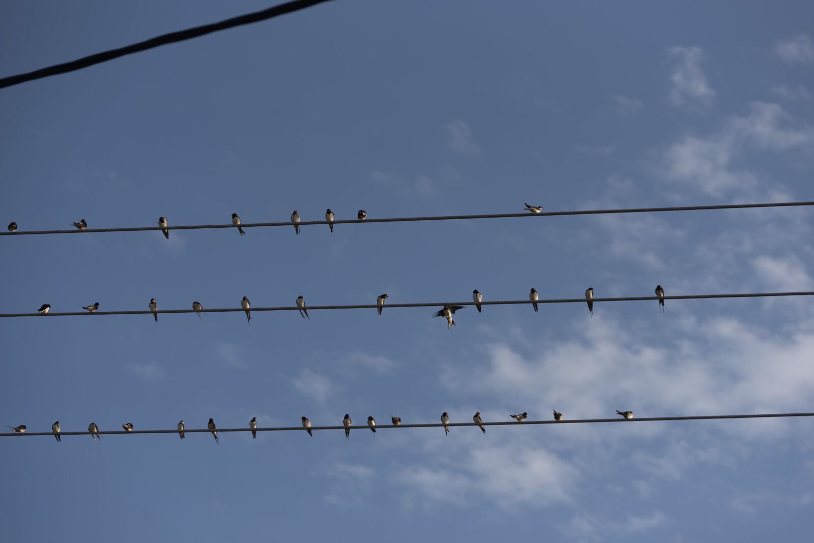 Nikon D750 sample photo. Swallows, birds, swallow photography