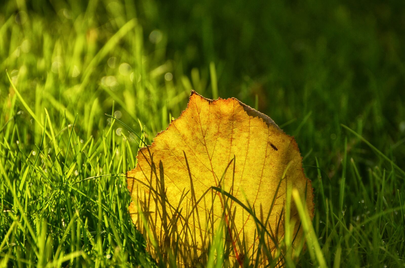 Nikon D5100 sample photo. Grass, nature, meadow photography