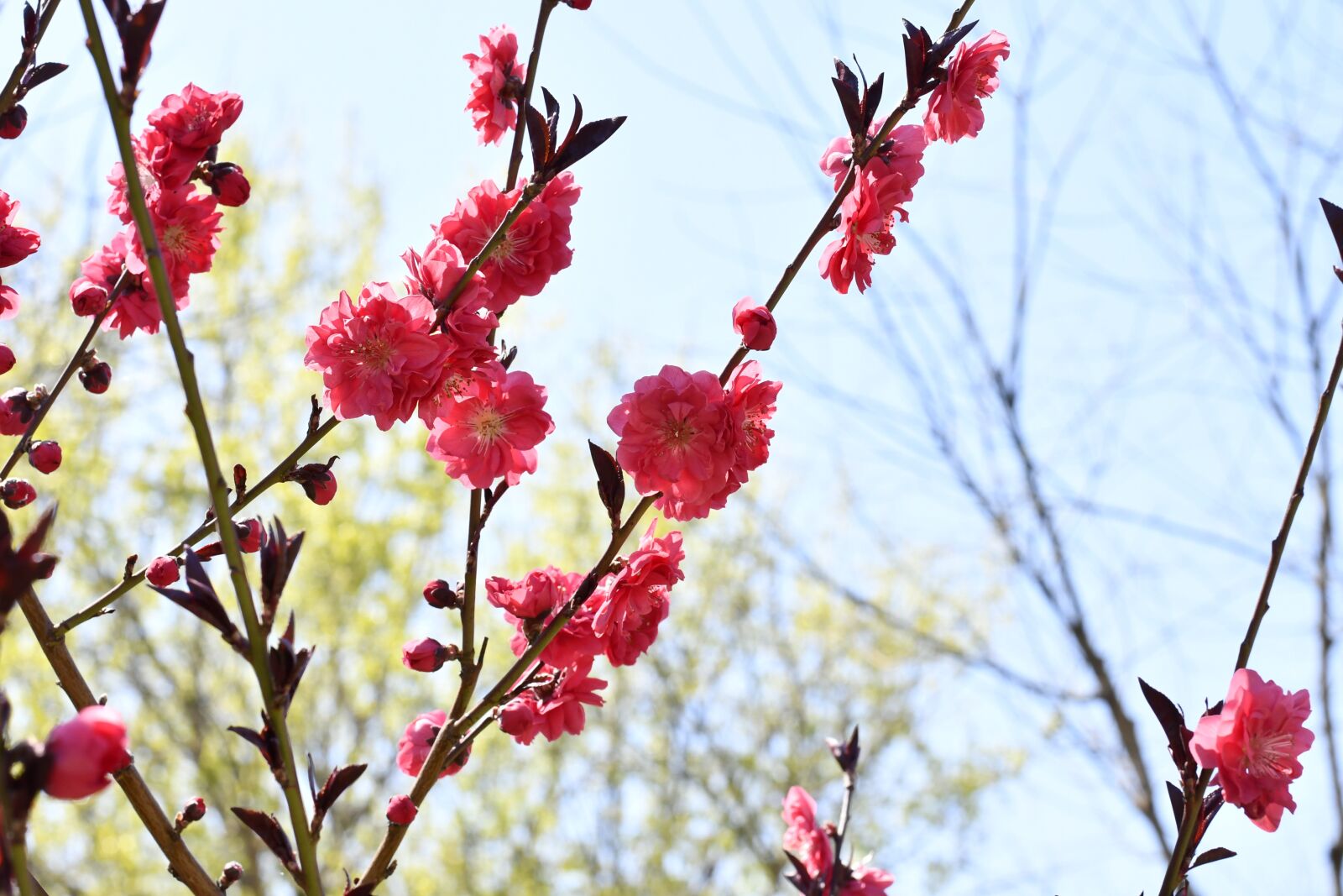 Nikon D7500 sample photo. Spring, flowers, plant photography