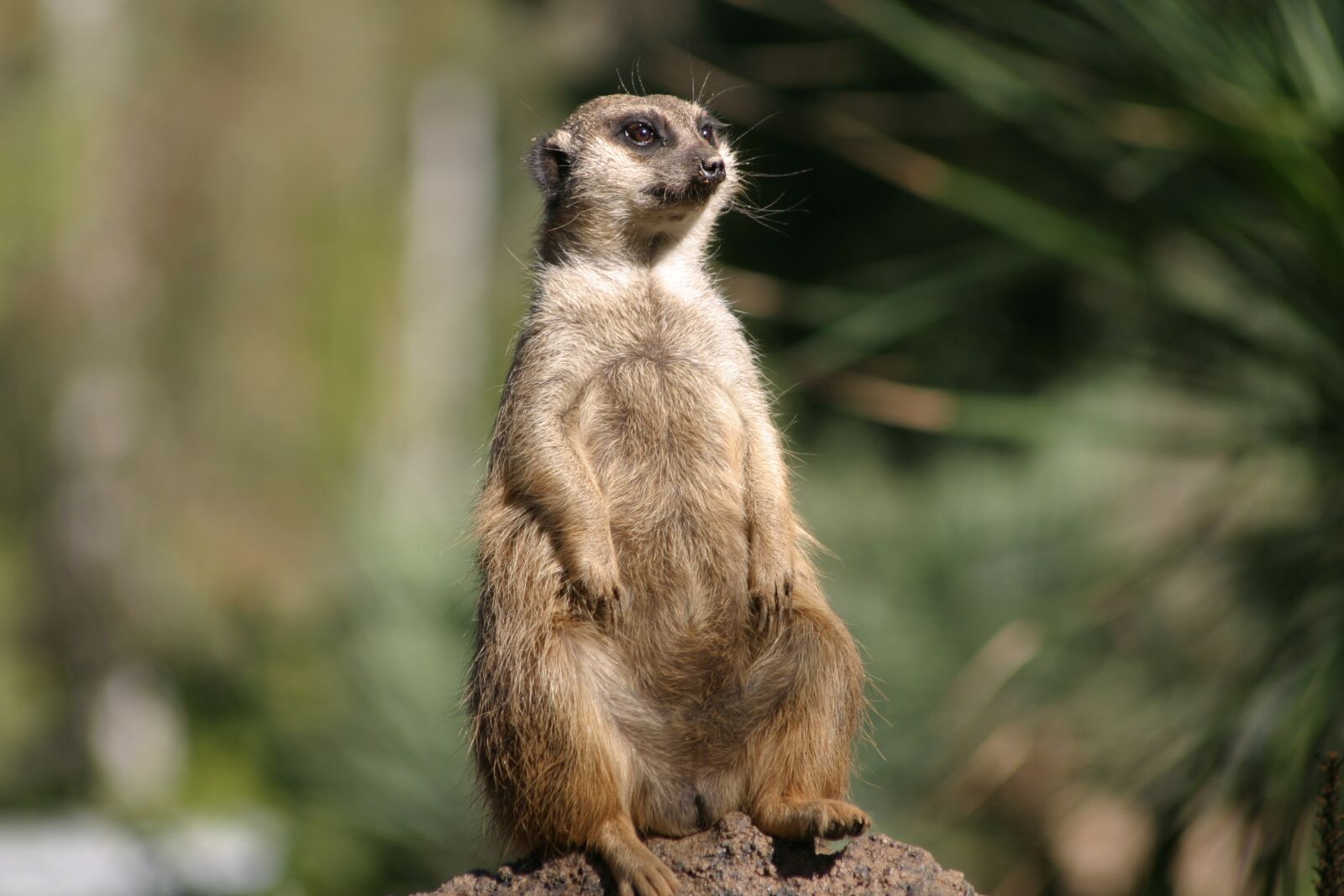 Canon EOS 10D sample photo. Wildlife, nature, mammals photography