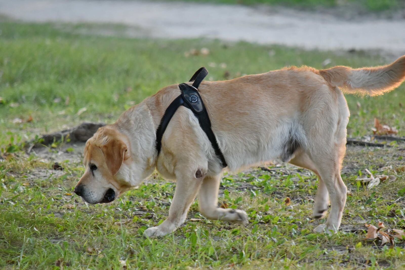 Nikon D5500 sample photo. Cute, hunting dog, pet photography