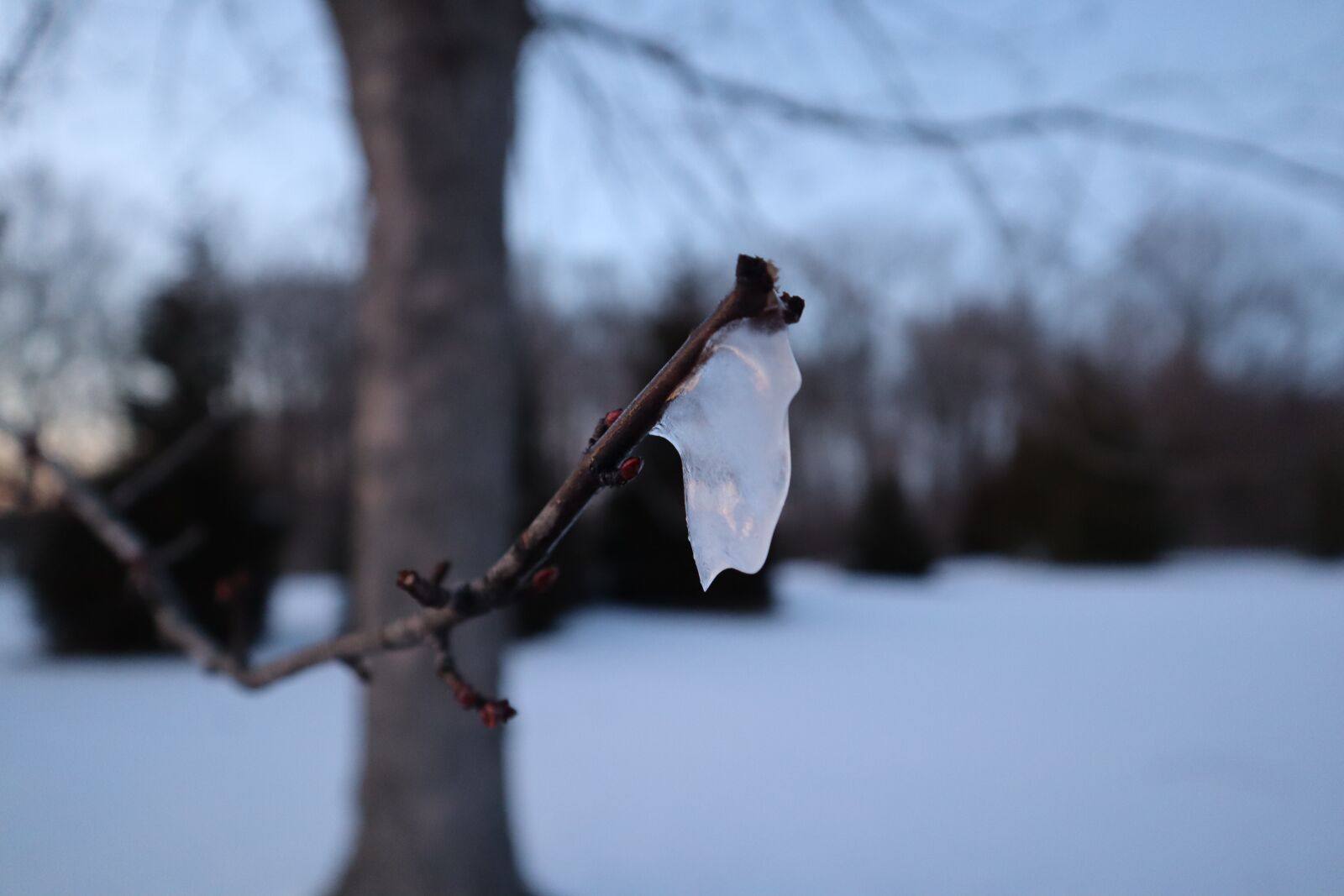 Canon EOS M50 (EOS Kiss M) sample photo. Ice, outdoors, winter photography
