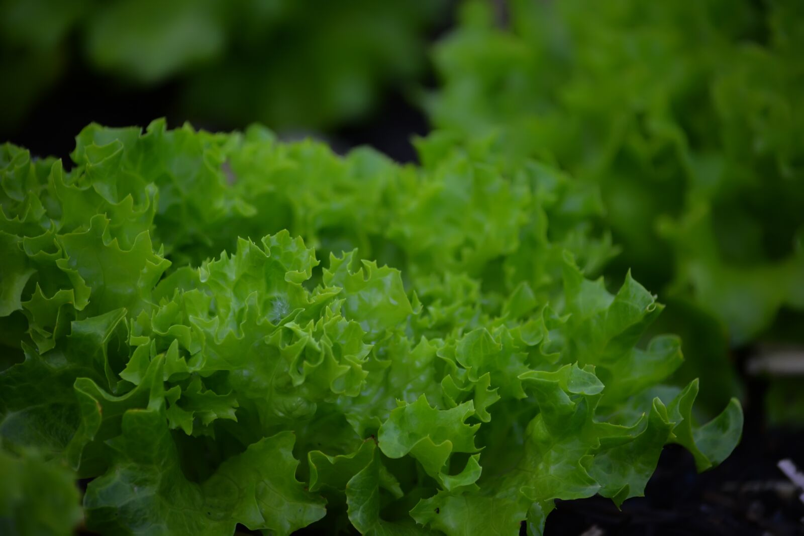 Nikon D5200 sample photo. Vegetable garden, salad, food photography