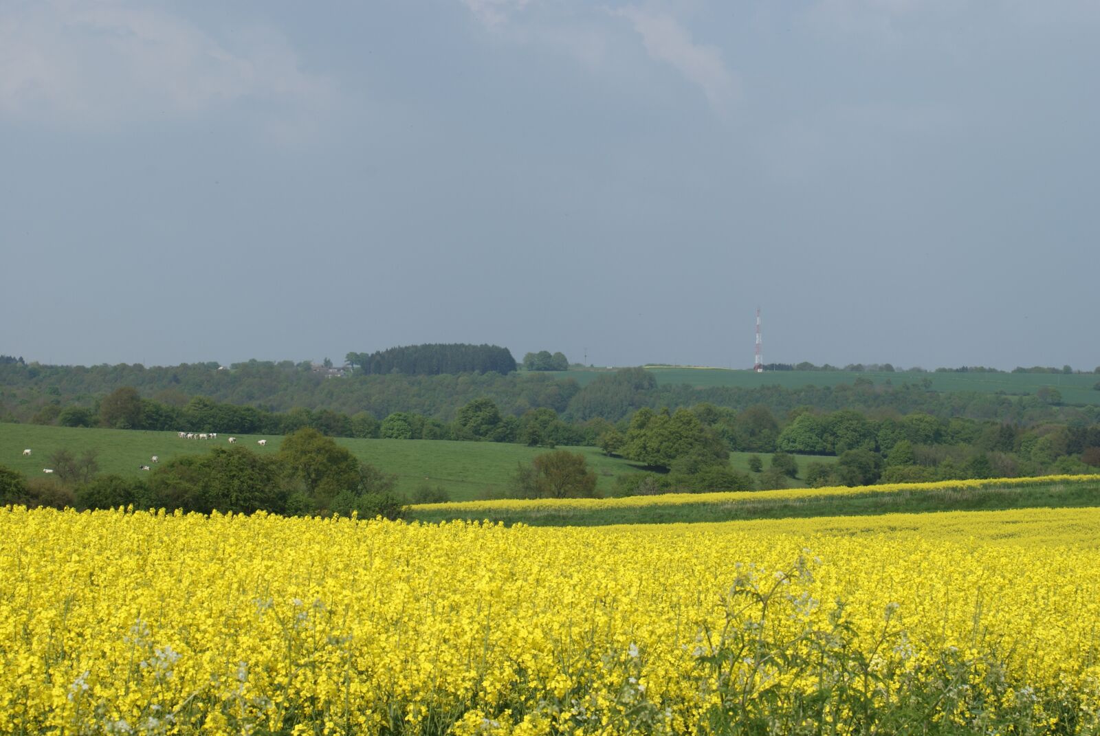 Sony Alpha DSLR-A200 sample photo. Rapeseed, field, fields photography