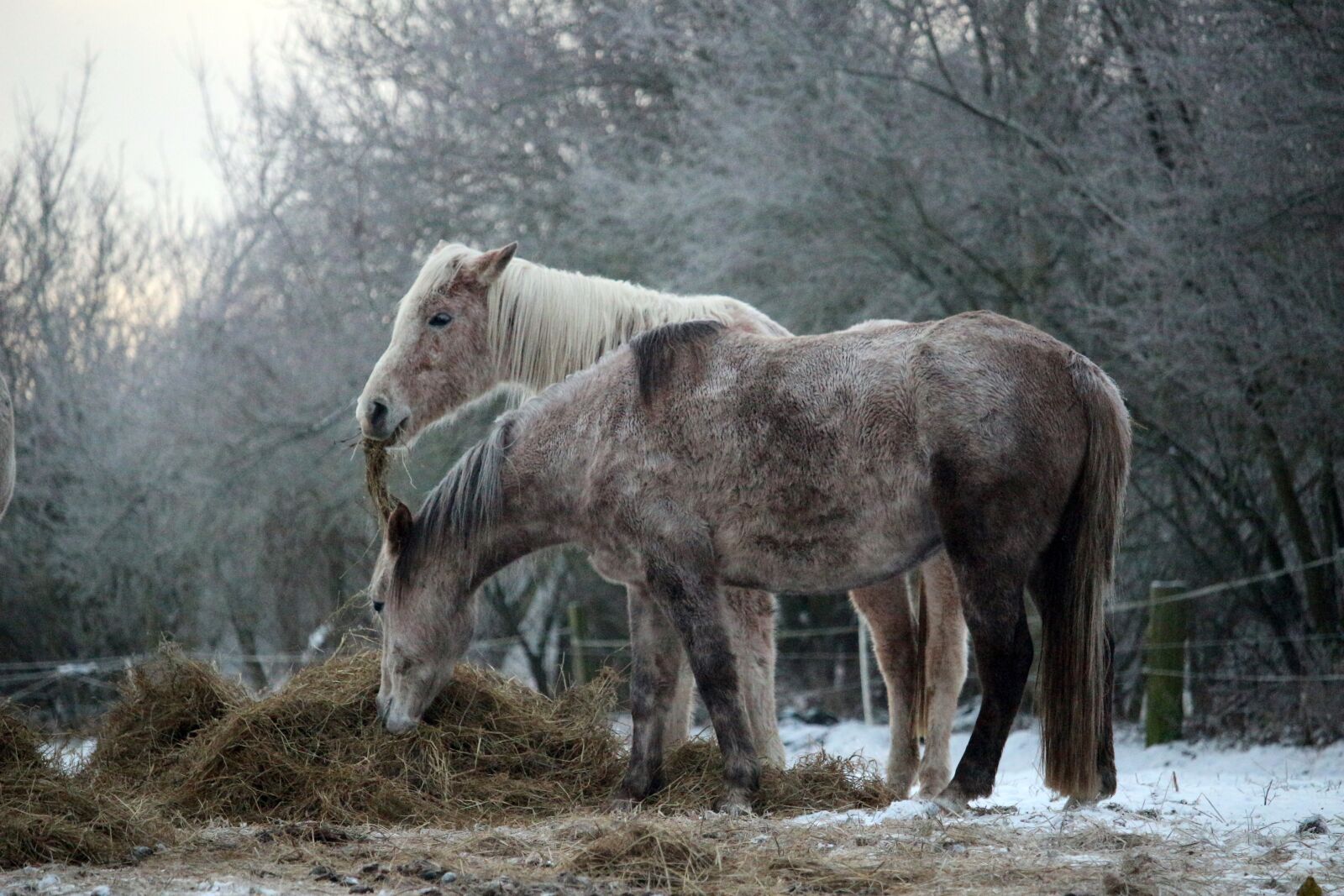 Canon EOS 100D (EOS Rebel SL1 / EOS Kiss X7) sample photo. Horse, snow, winter photography