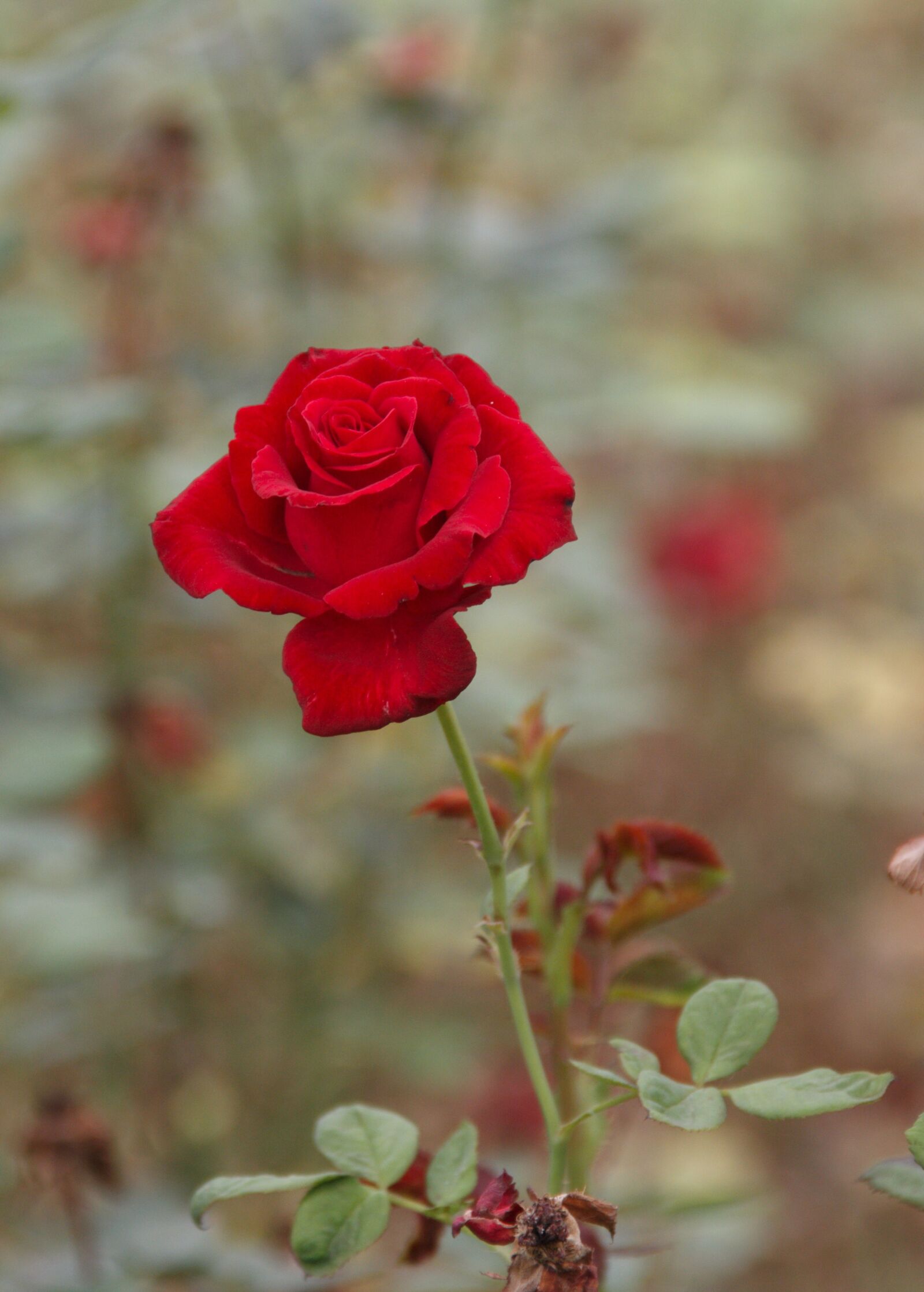 Canon EOS 60D sample photo. Chinese rose, red, late photography