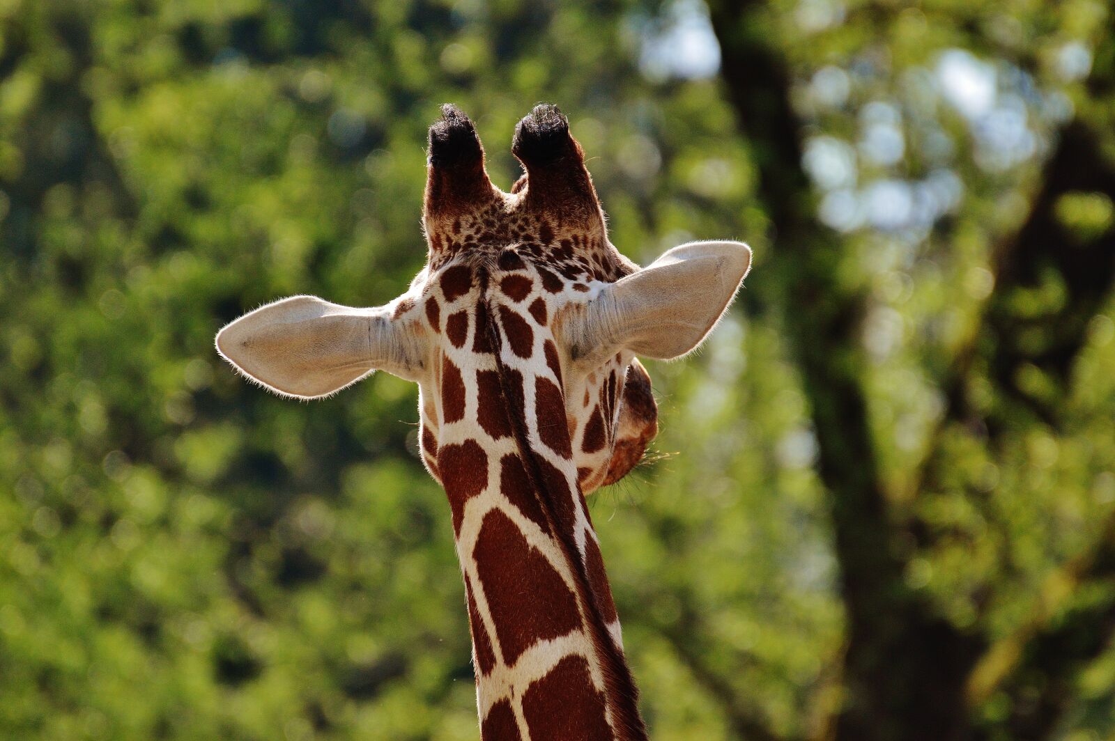 Nikon D3200 sample photo. Giraffe, zoo, animal photography