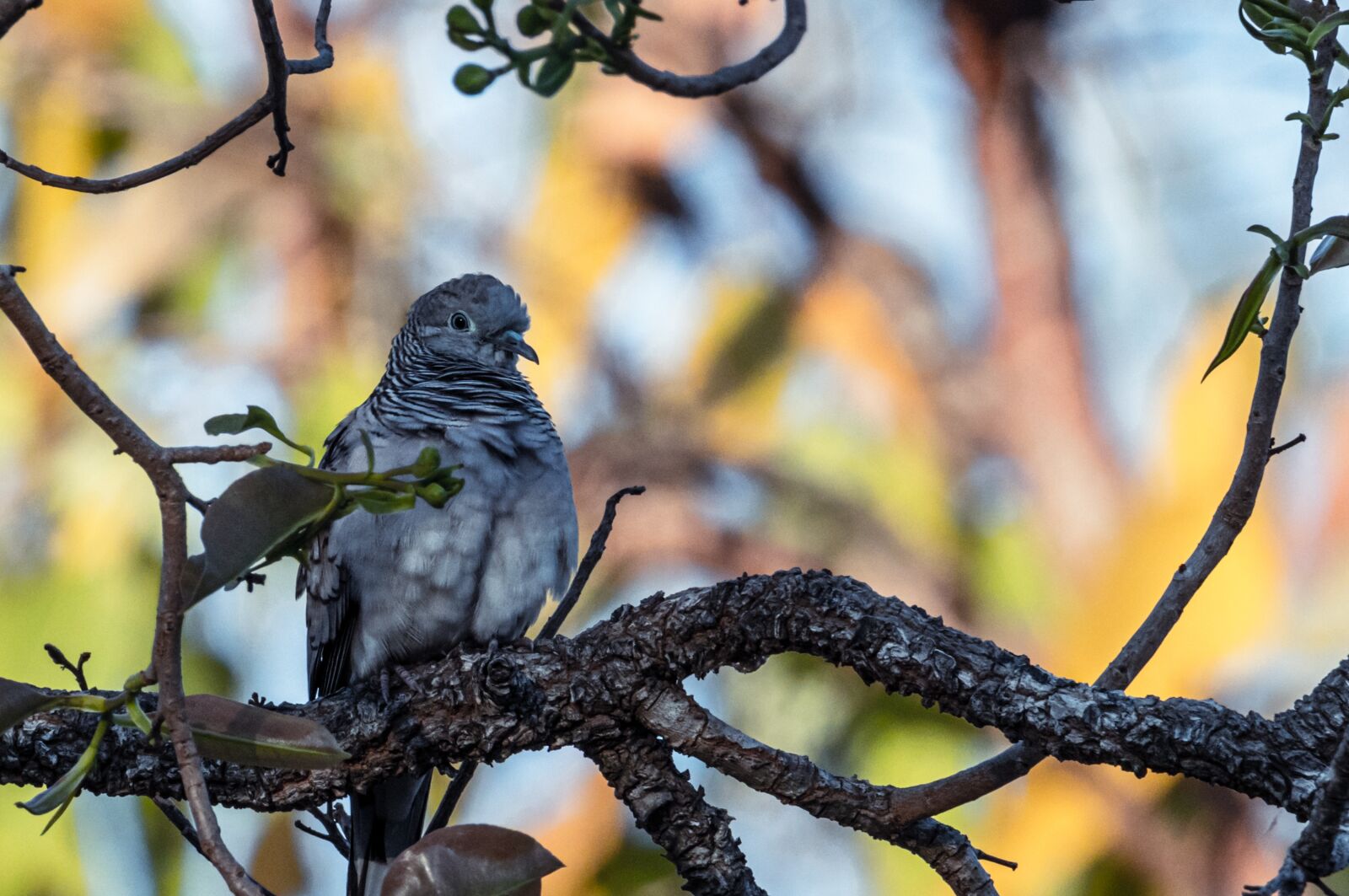 Canon EOS 80D sample photo. Birds, pigeon, wildlife photography