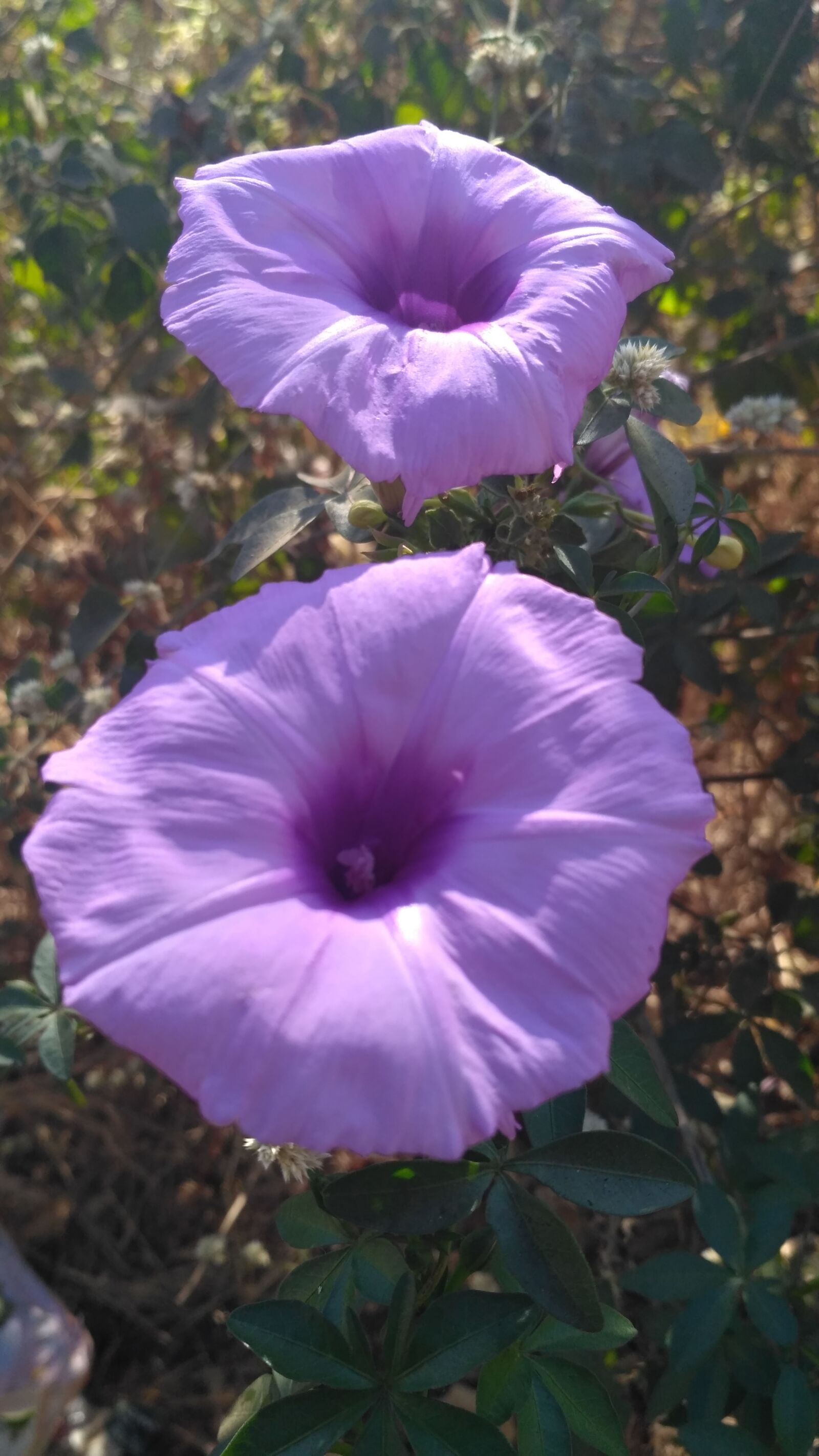 Xiaomi Redmi 3S sample photo. Artificial, flowers, beautiful, flowers photography