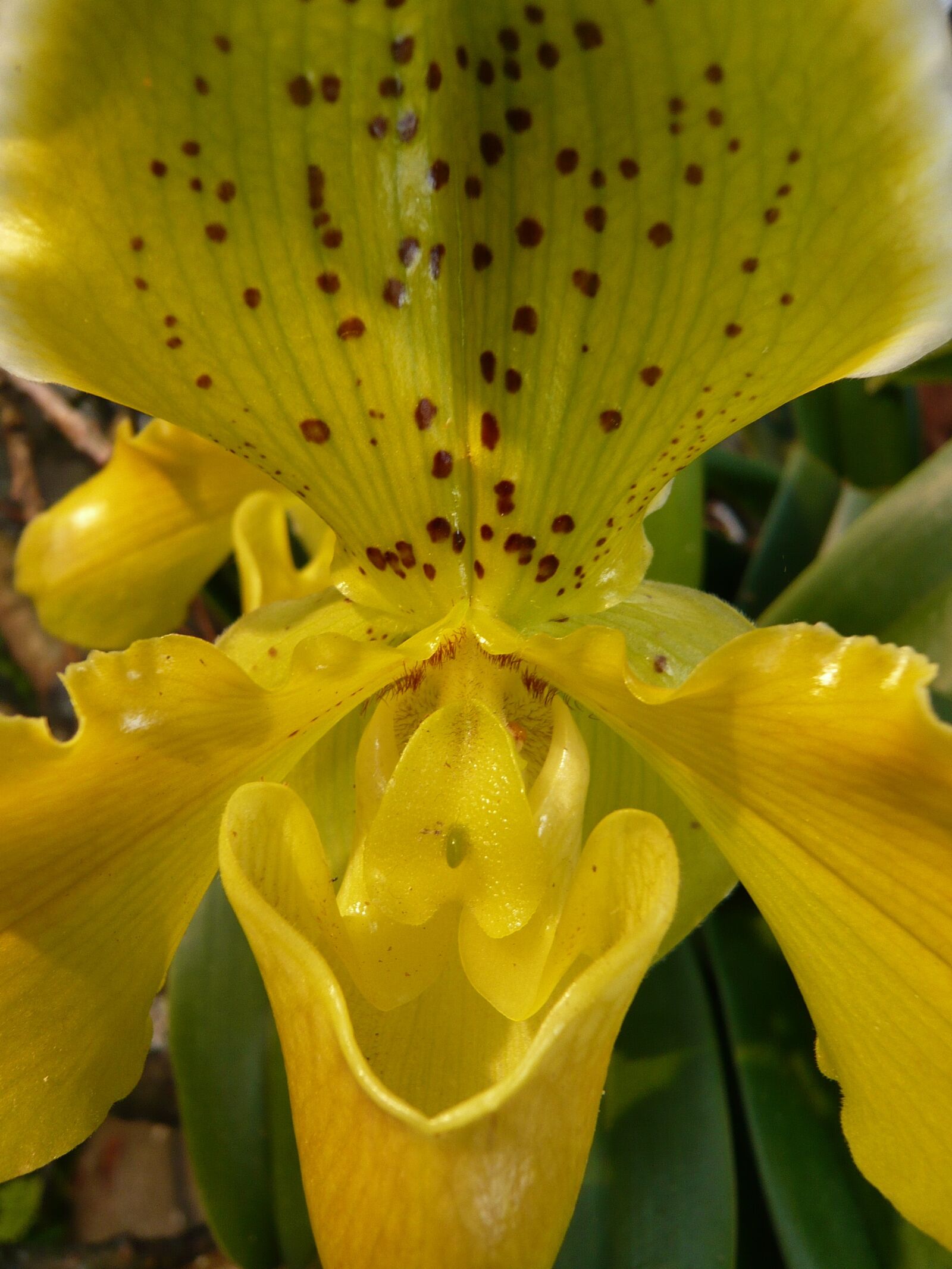 Panasonic DMC-FX30 sample photo. Nature, orchid, yellow photography