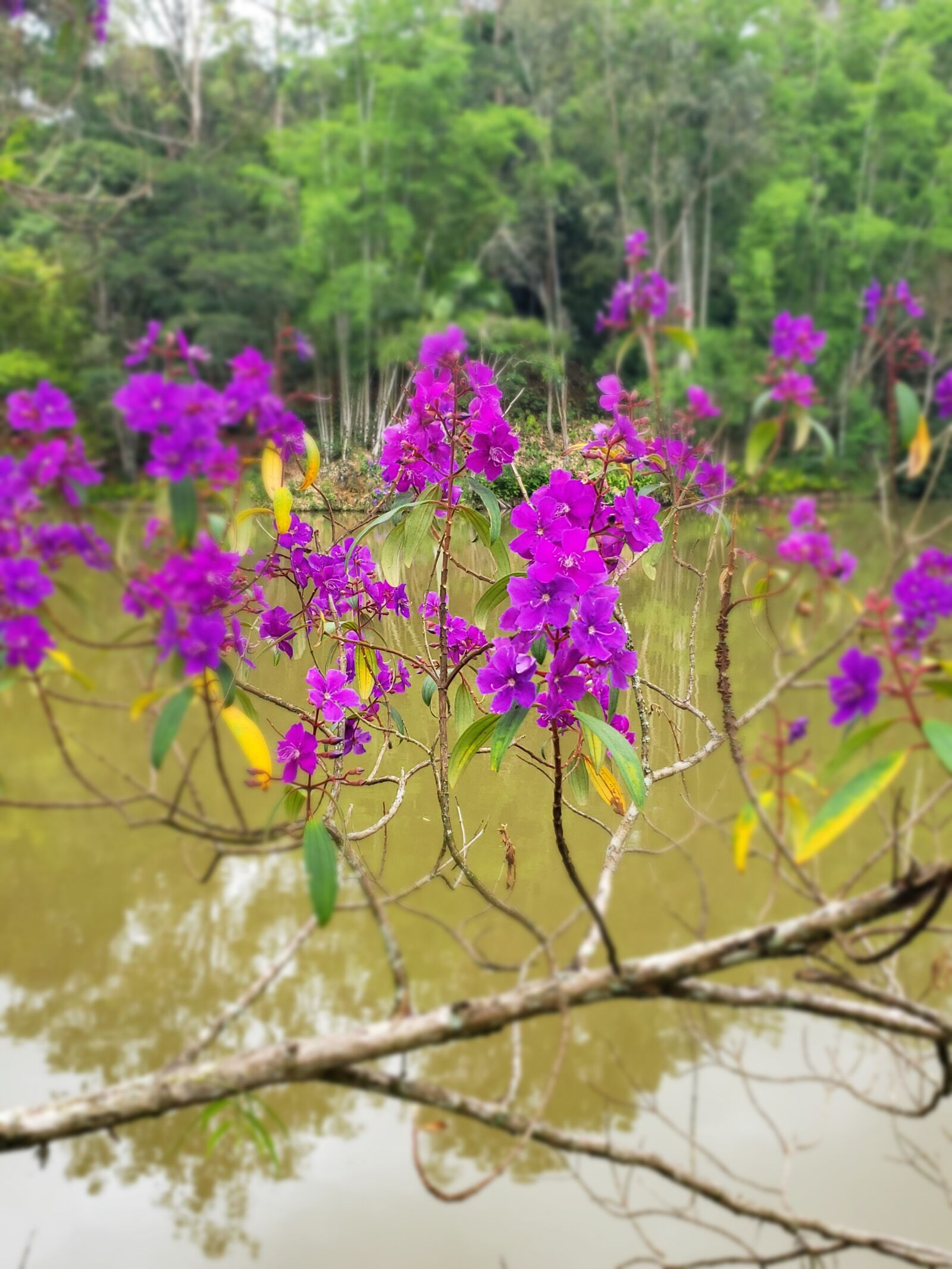 Samsung Galaxy S9+ sample photo. Flowers, nature, colours photography