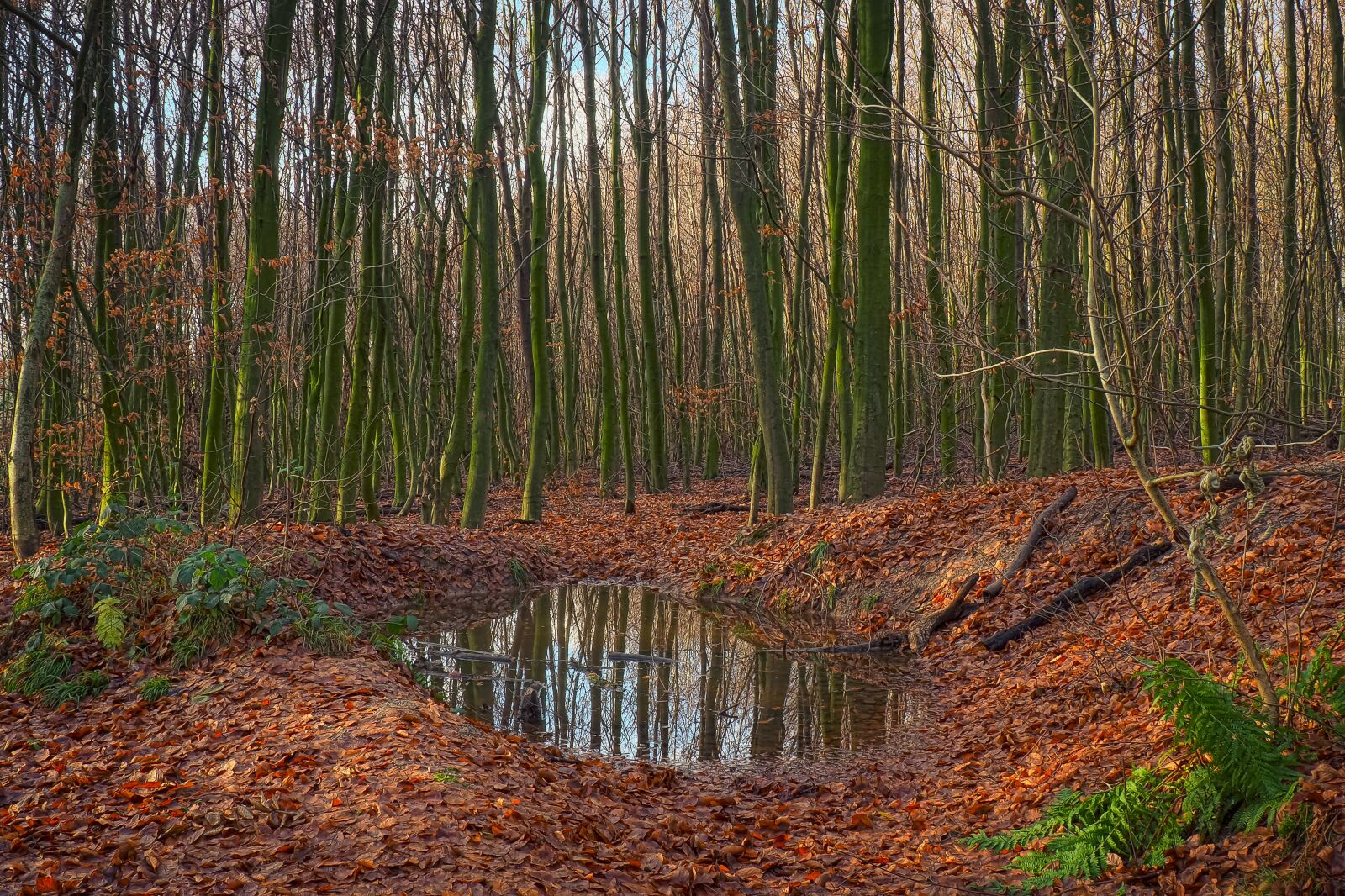 Olympus OM-D E-M10 sample photo. Forest, wood, nature photography
