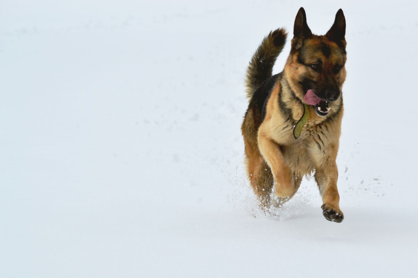 Nikon D3100 sample photo. Dog, snow, run photography