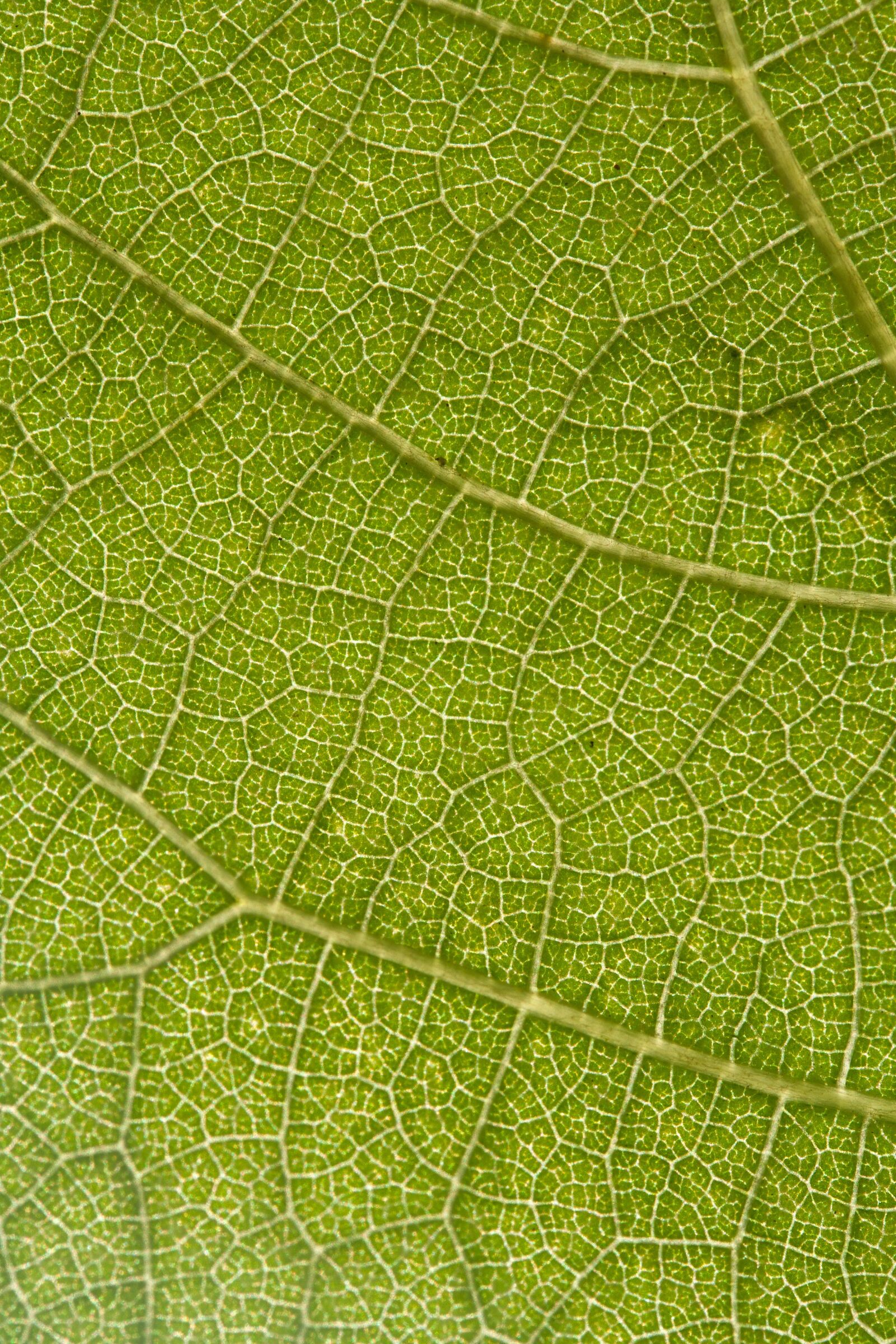 Canon EOS 350D (EOS Digital Rebel XT / EOS Kiss Digital N) sample photo. Leaf, grapes, nature photography