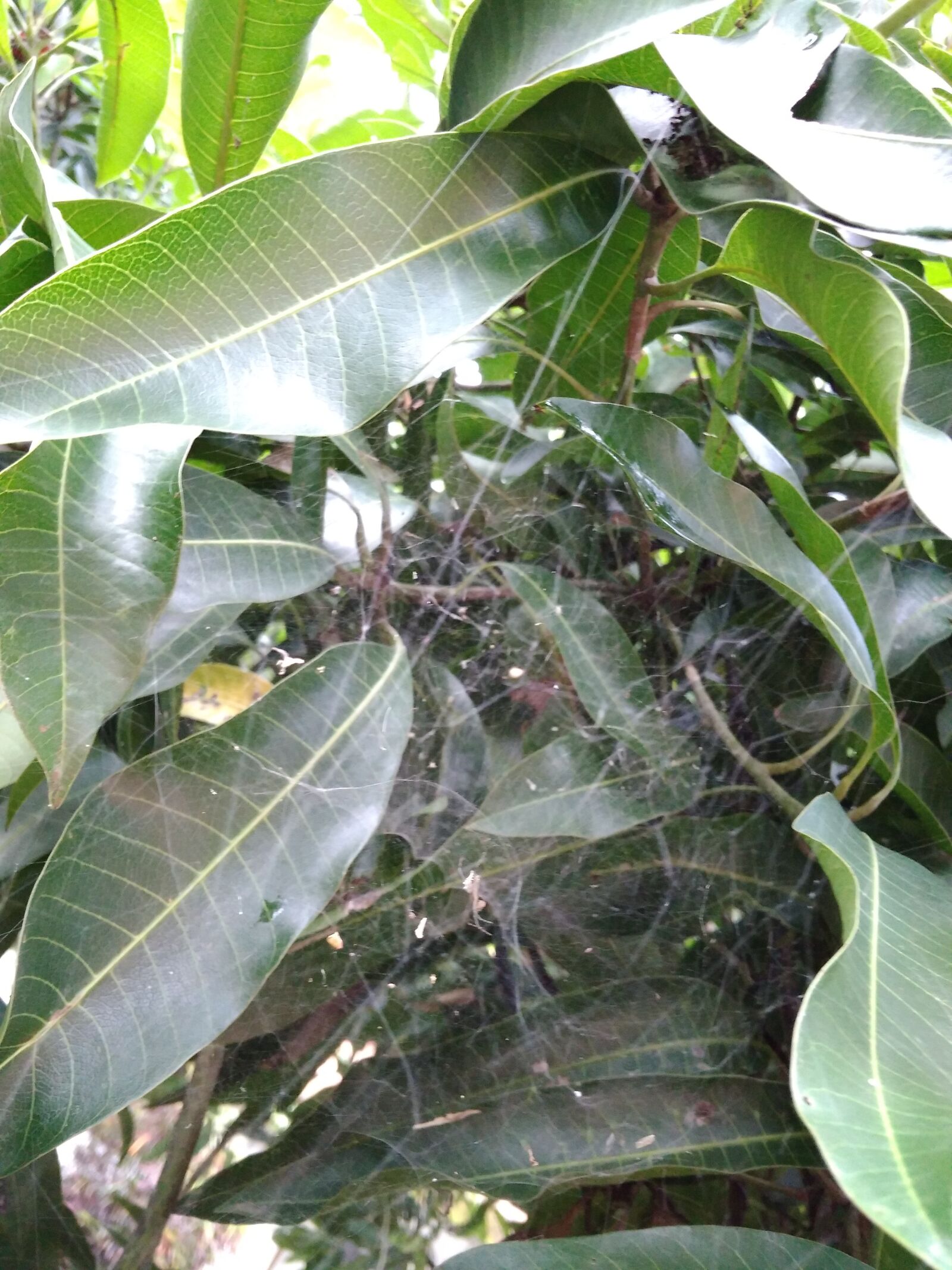 Xiaomi Redmi 4A sample photo