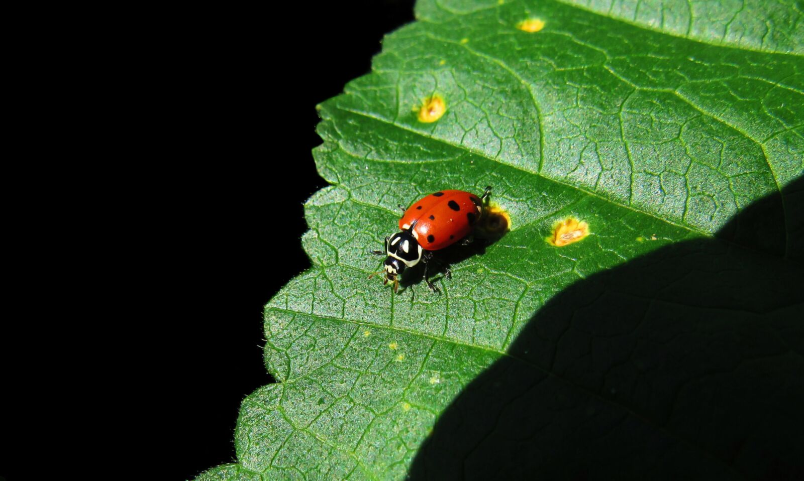 Canon PowerShot SX530 HS sample photo. Ladybug, bug, beetle photography