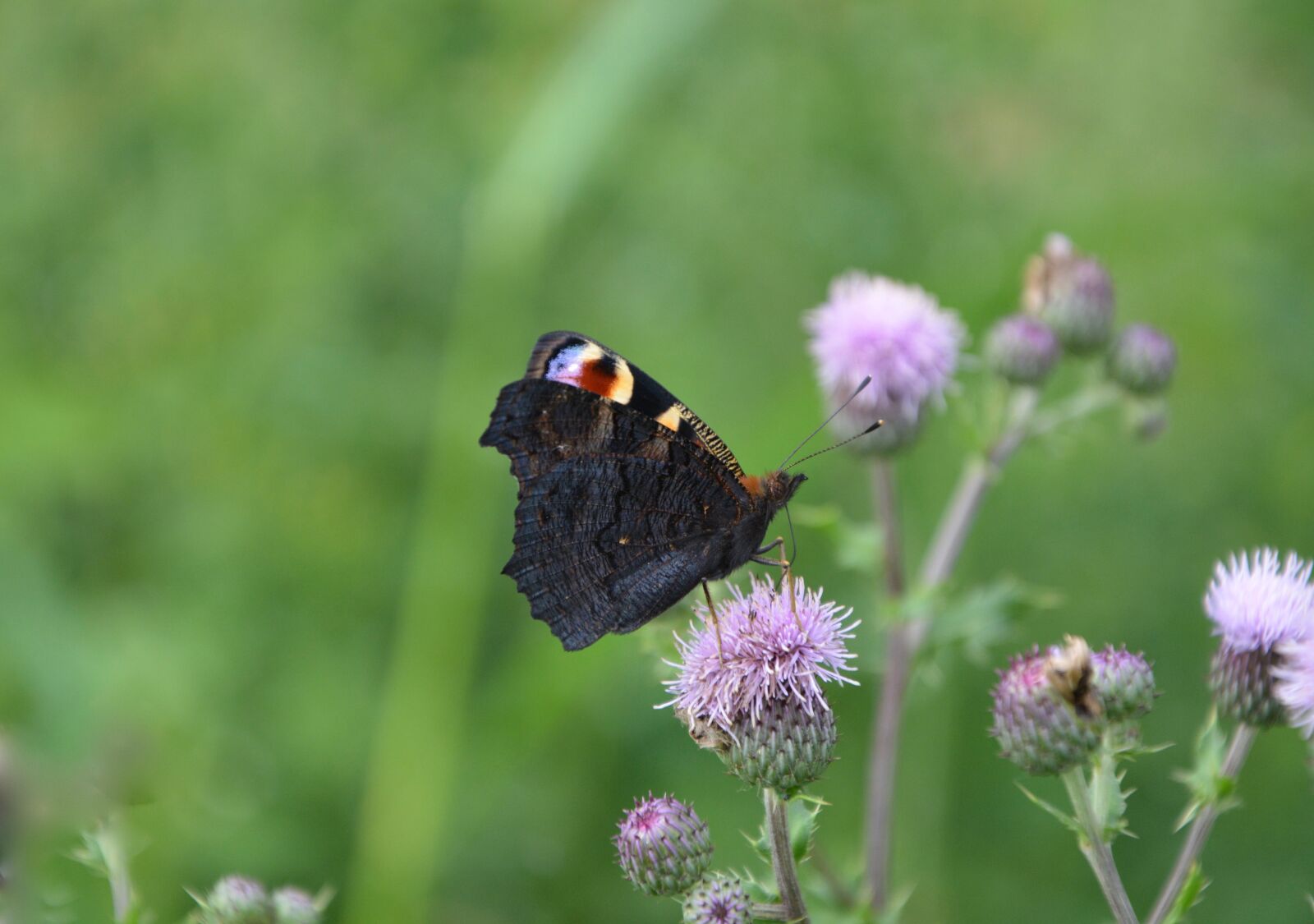 Nikon D5200 sample photo. Butterfly, thistle flower, takes photography
