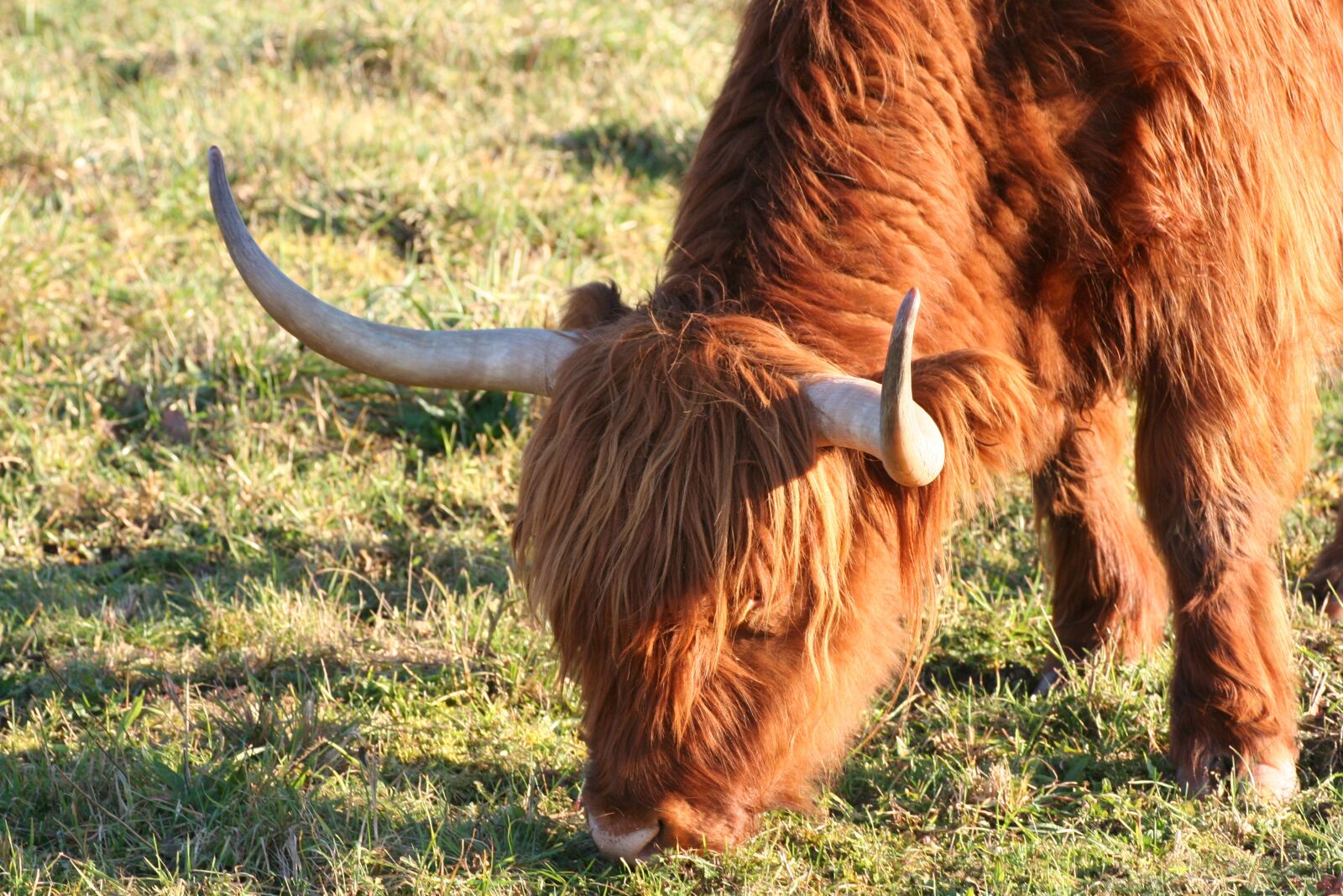 Canon EOS 350D (EOS Digital Rebel XT / EOS Kiss Digital N) sample photo. Beef, highlands, cow photography