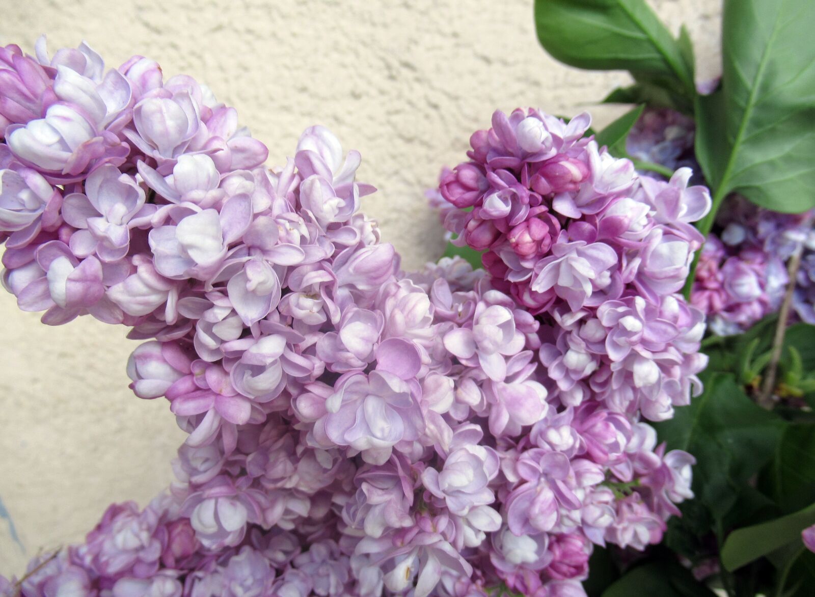 Canon PowerShot SX620 HS sample photo. Flower, plant, nature photography